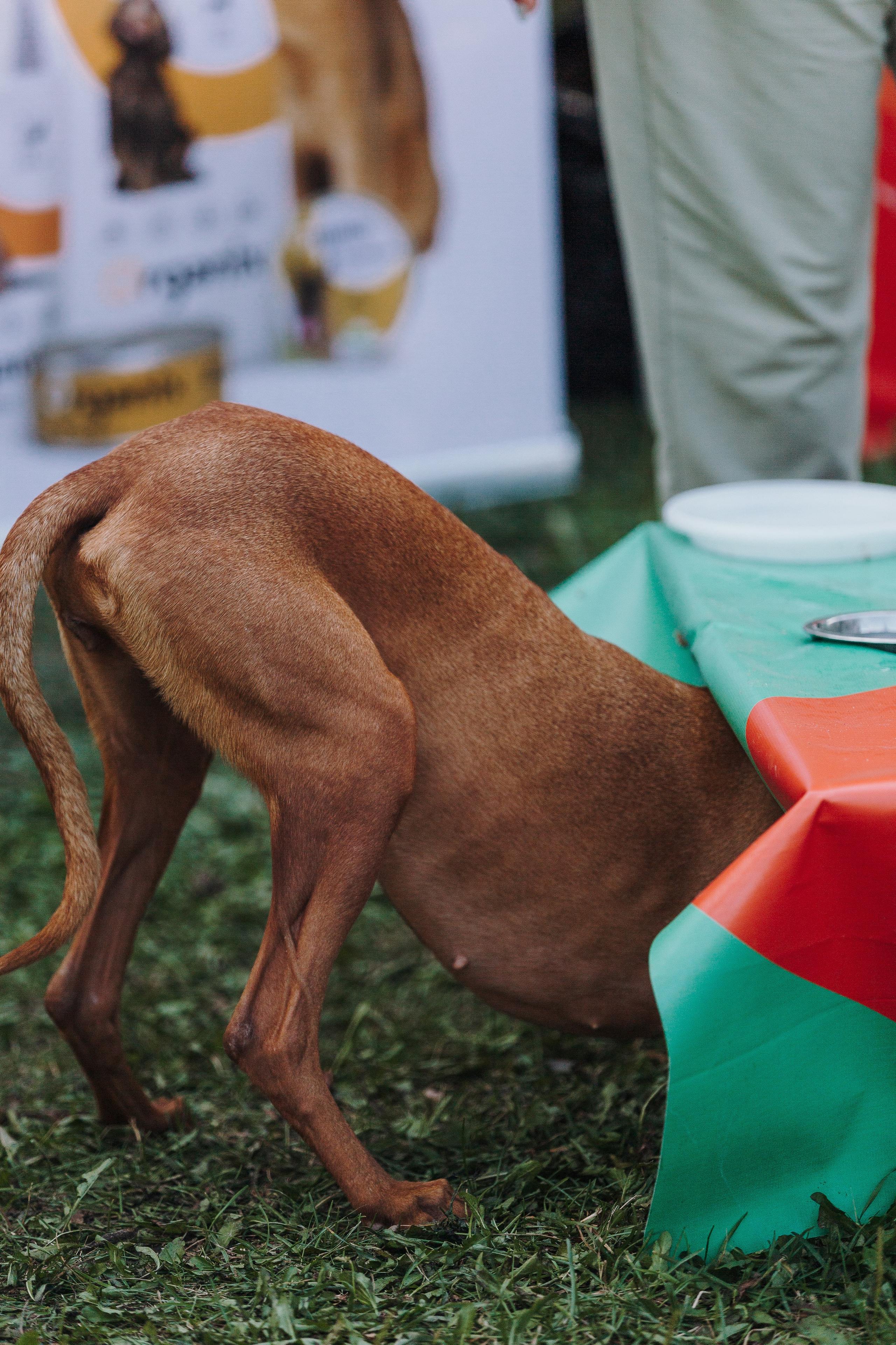 Petshop Sup day. Фотограф анималист Кристина Карпова, Москва