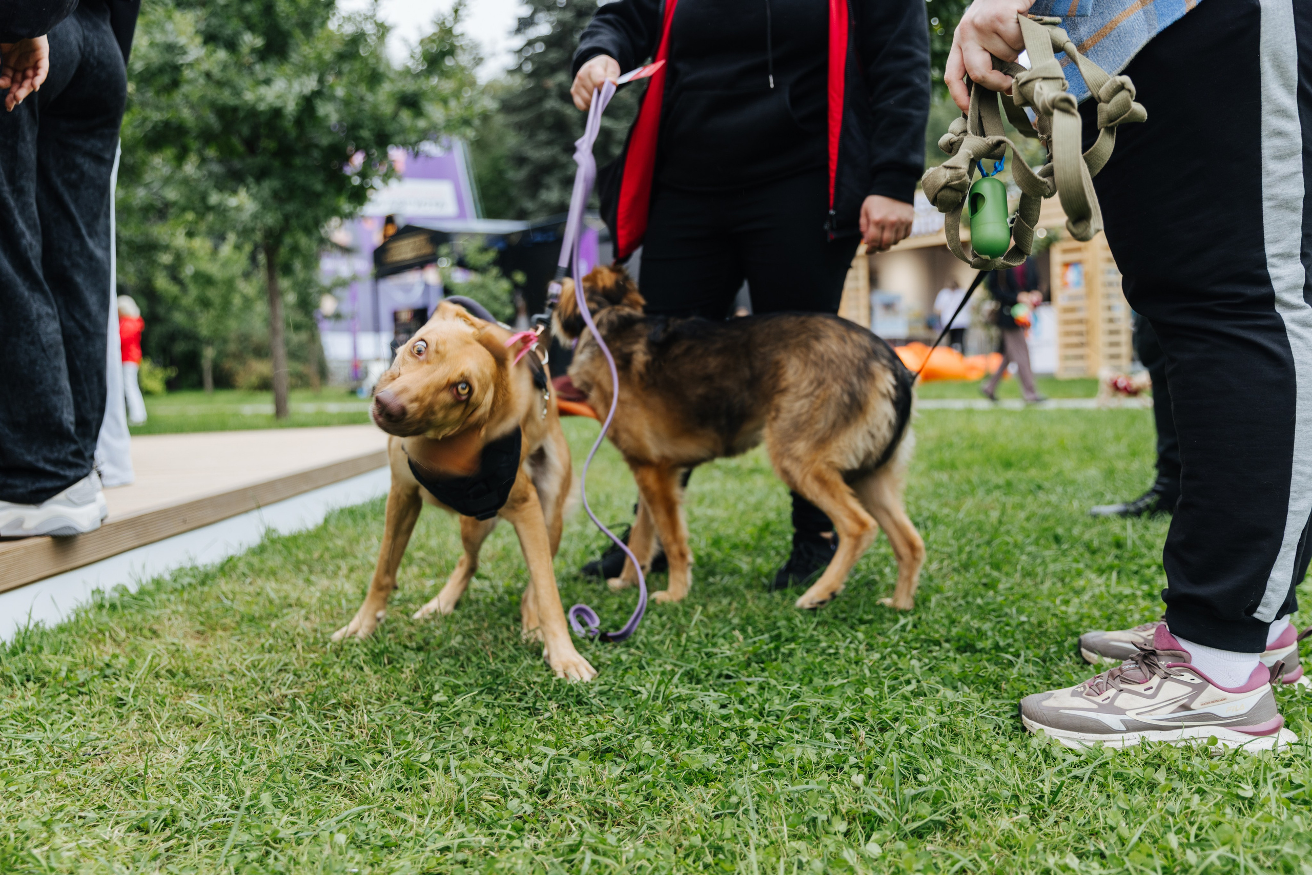 Хвостатый репортаж. Аксана Лисовская фотограф в Москве. Фотографии с характером