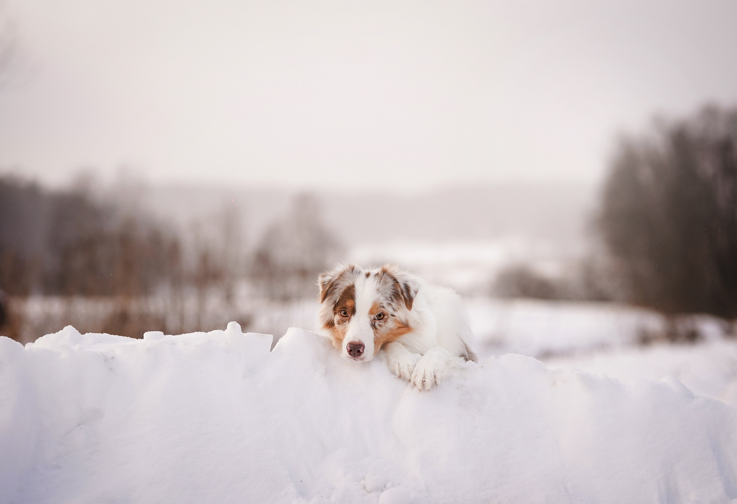 Панда и Юни Карелия. Фотограф-анималист в Санкт-Петербурге Яна Мартынова