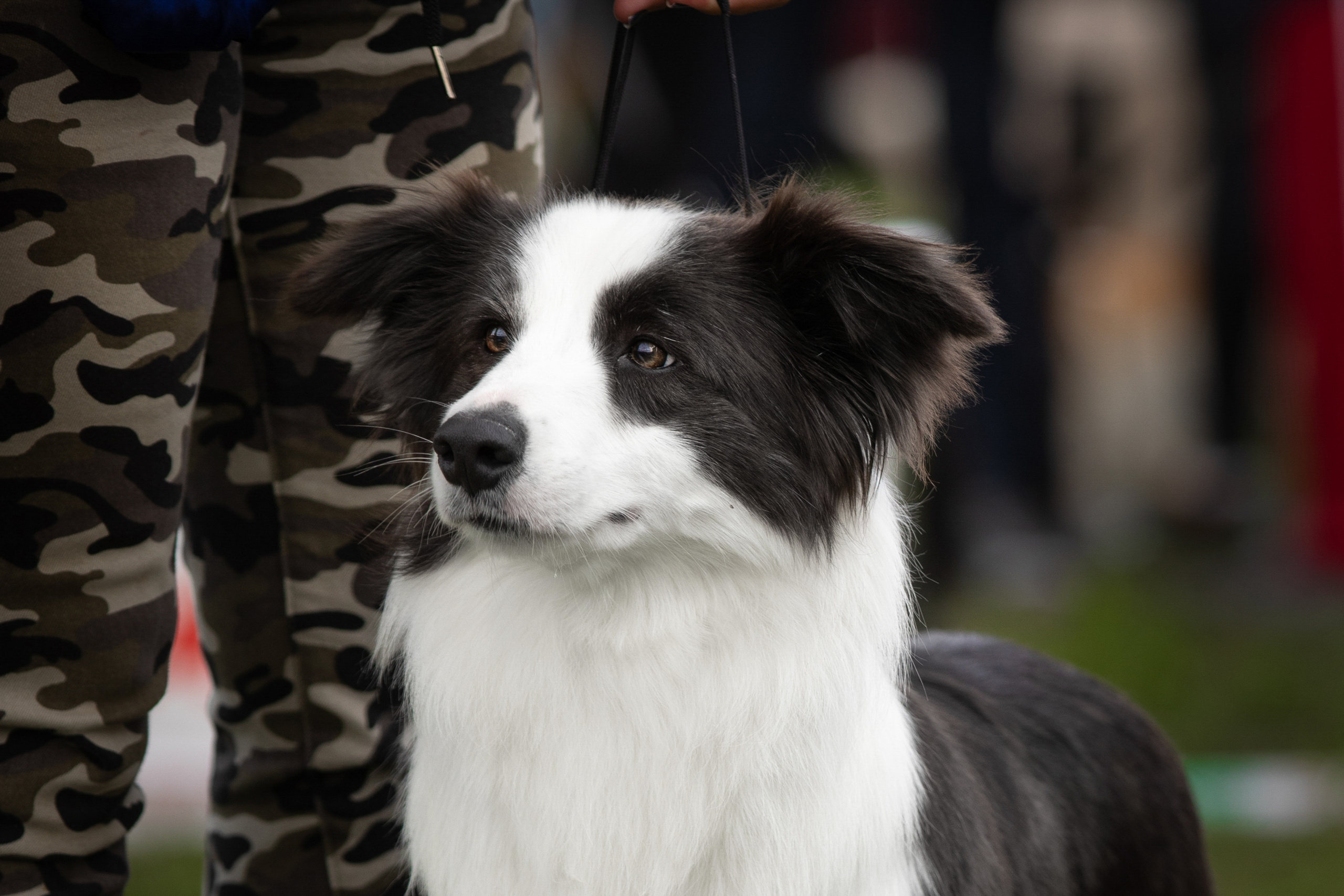 бордер колли на выставке собак магниторгск 