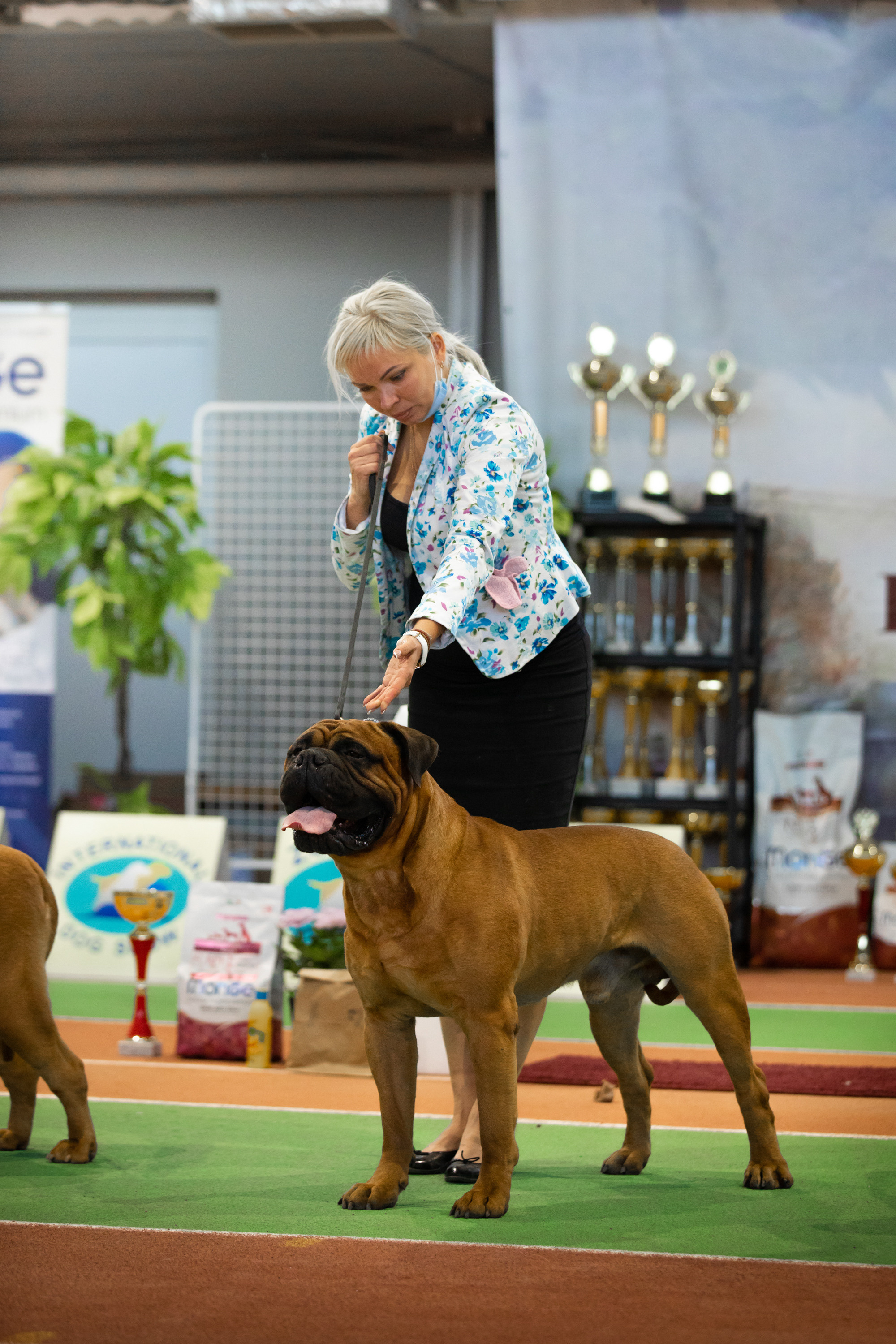 выставка собак самара фотографии с ринга бестов вязьмина 