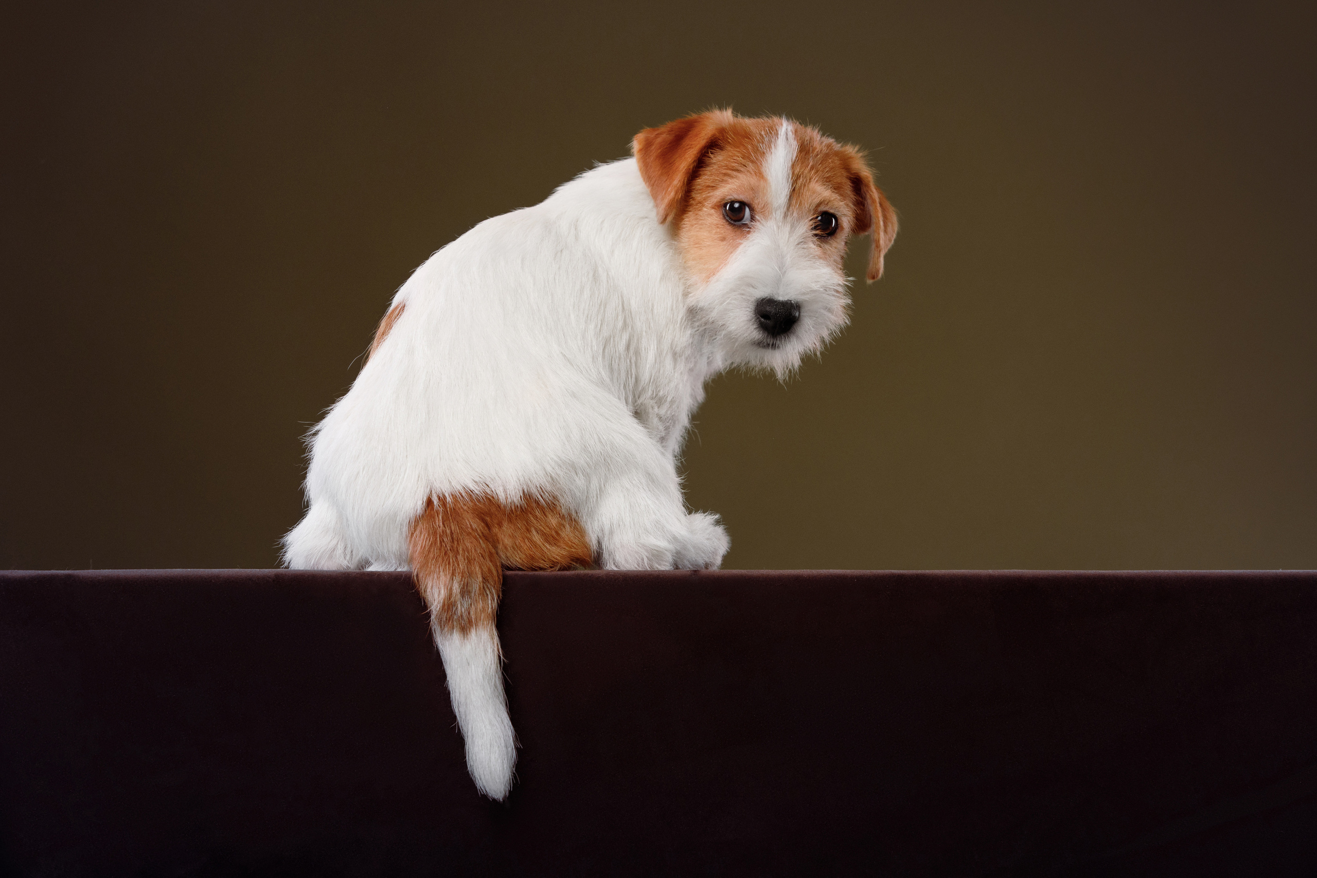 фотосессия для щенков в фотостудии Оренбург берлога фотограф вязьмина 