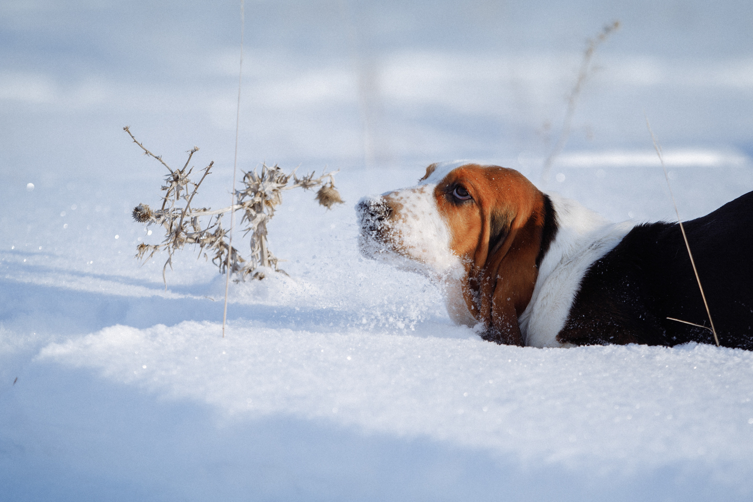 собака нюхает цветок траву бассет хаунд щенок 