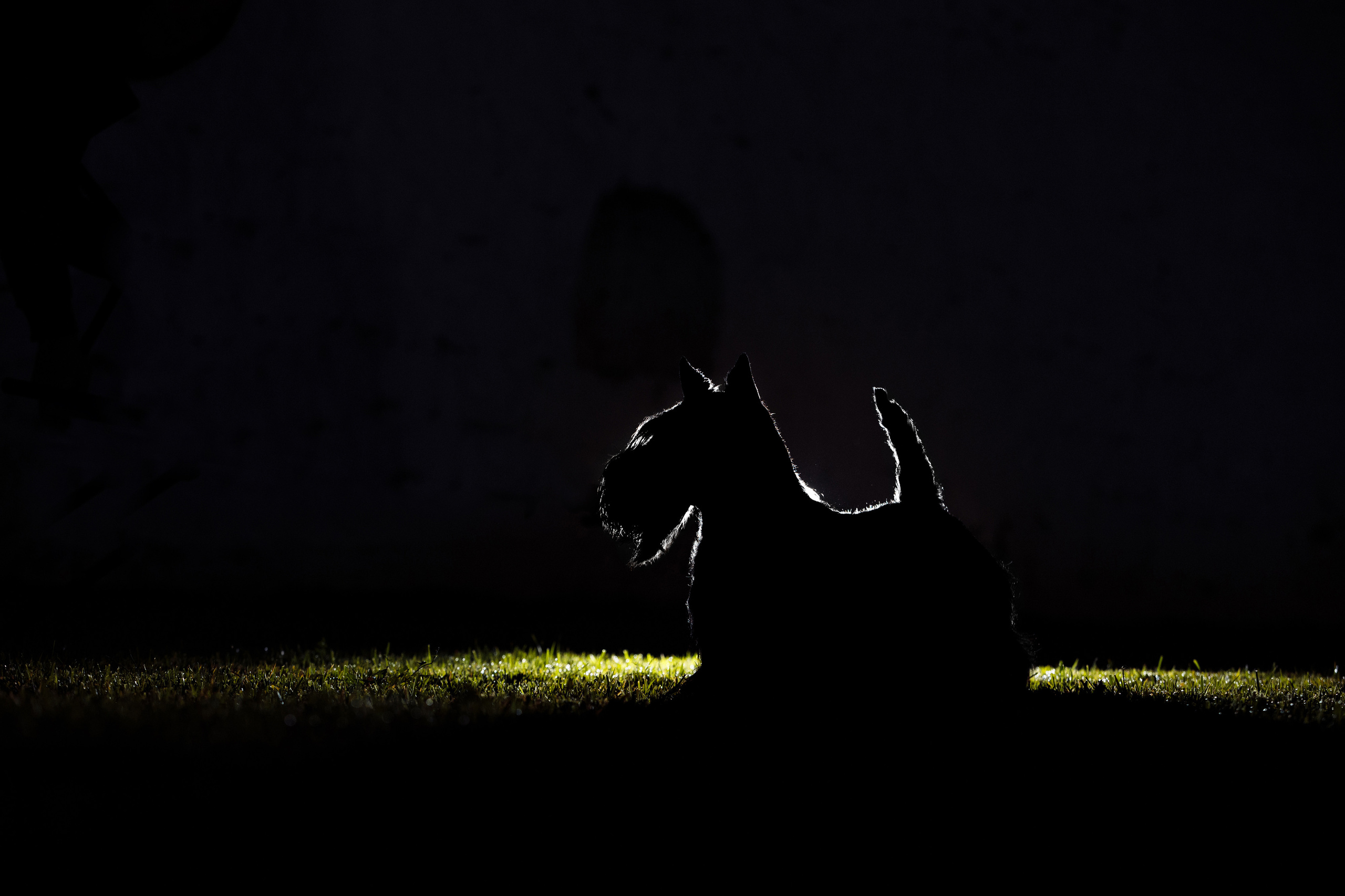 Фотограф-анималист Саша Вязьмина