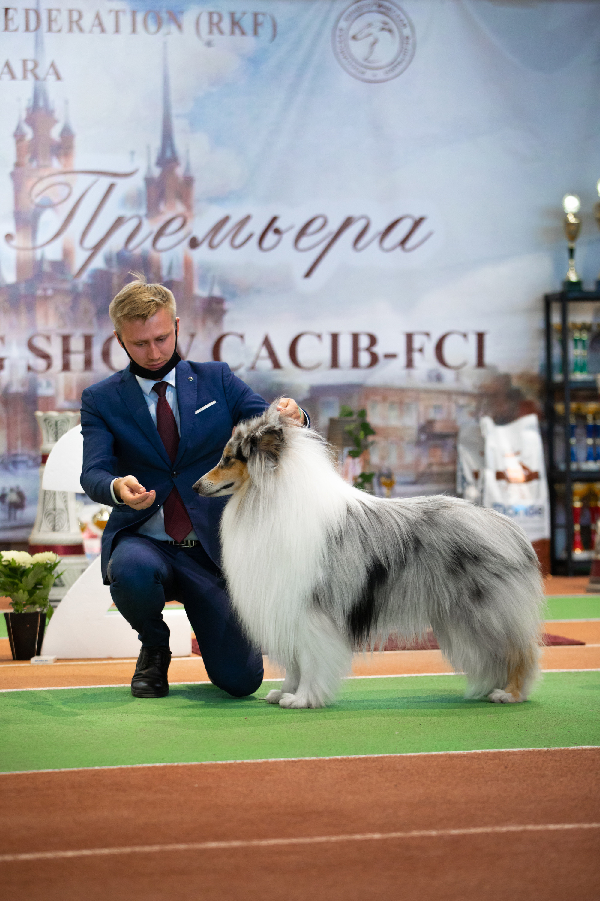 выставка сасиб самара колли попов 