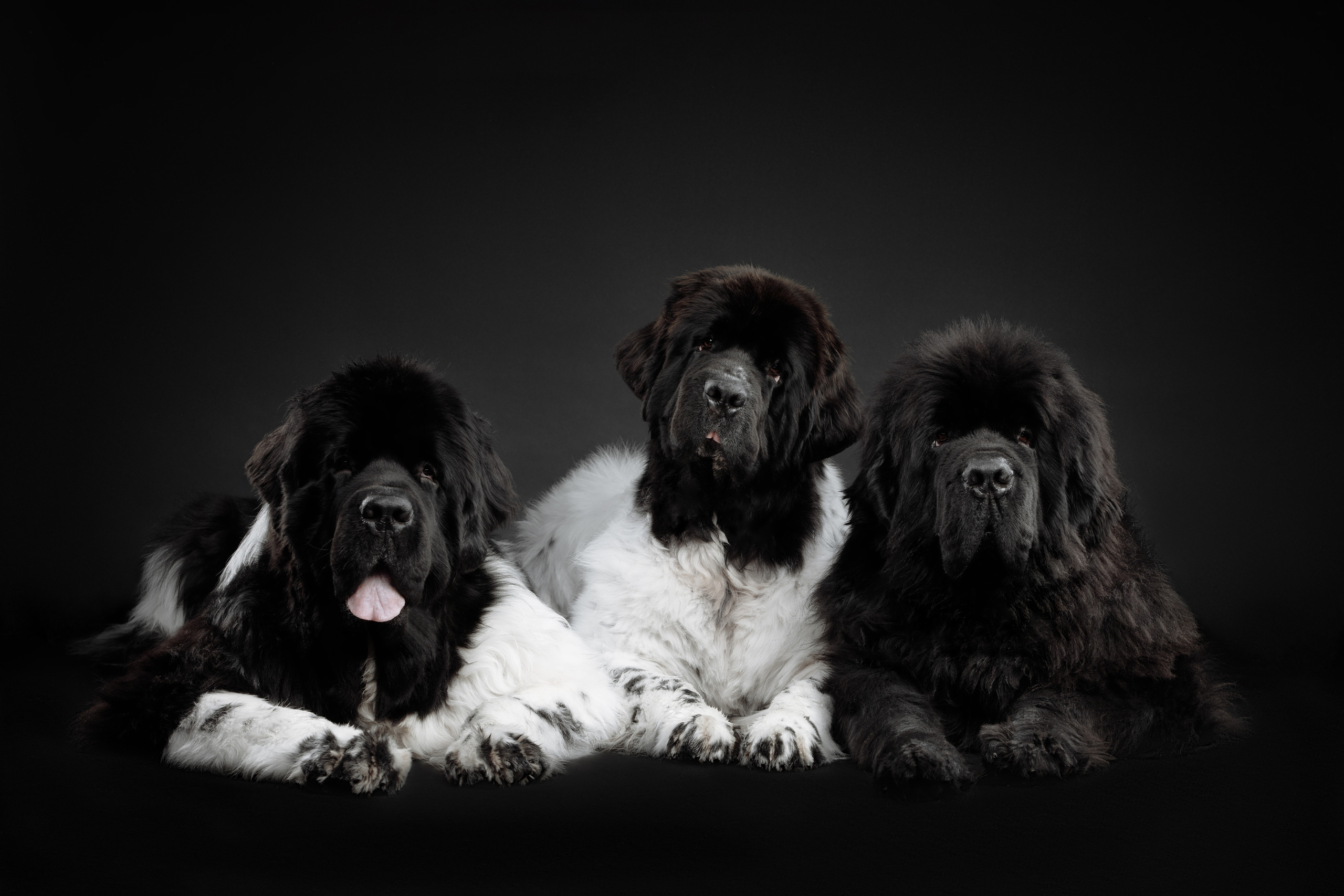 ньюфаундлер фото на черном фоне три собаки студия Оренбург анималистика 