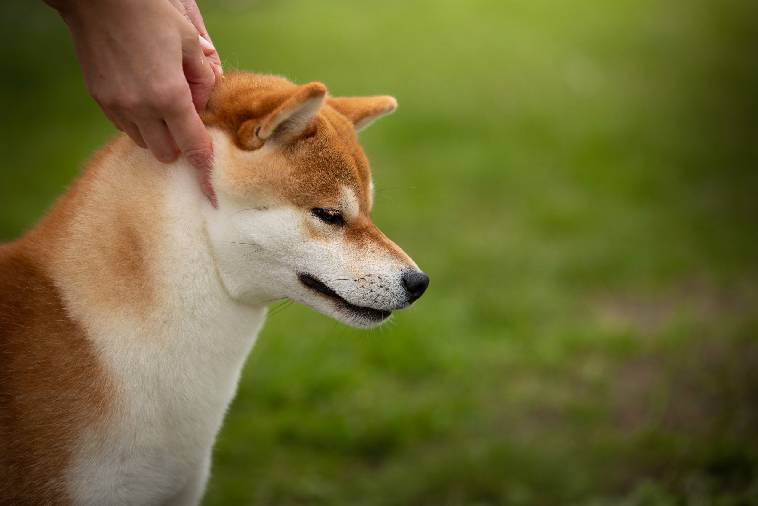 сиба ину шиба фото ринг бесты 