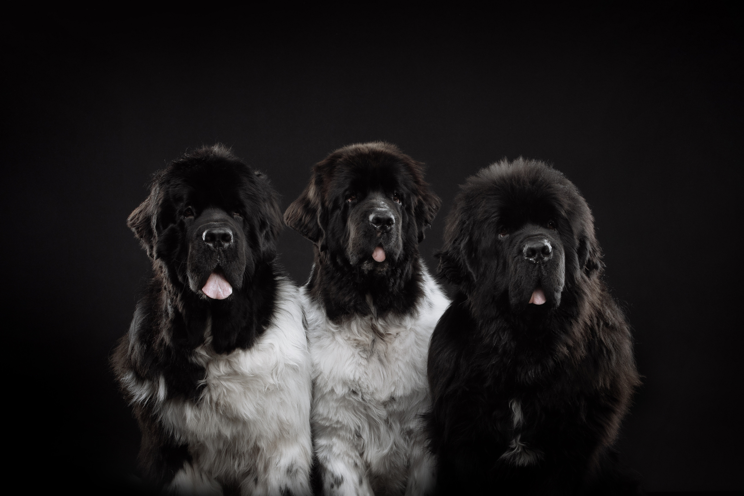 три ньюфа ньюфаундлер групповой портрет на черном фоне в фотостудии 
