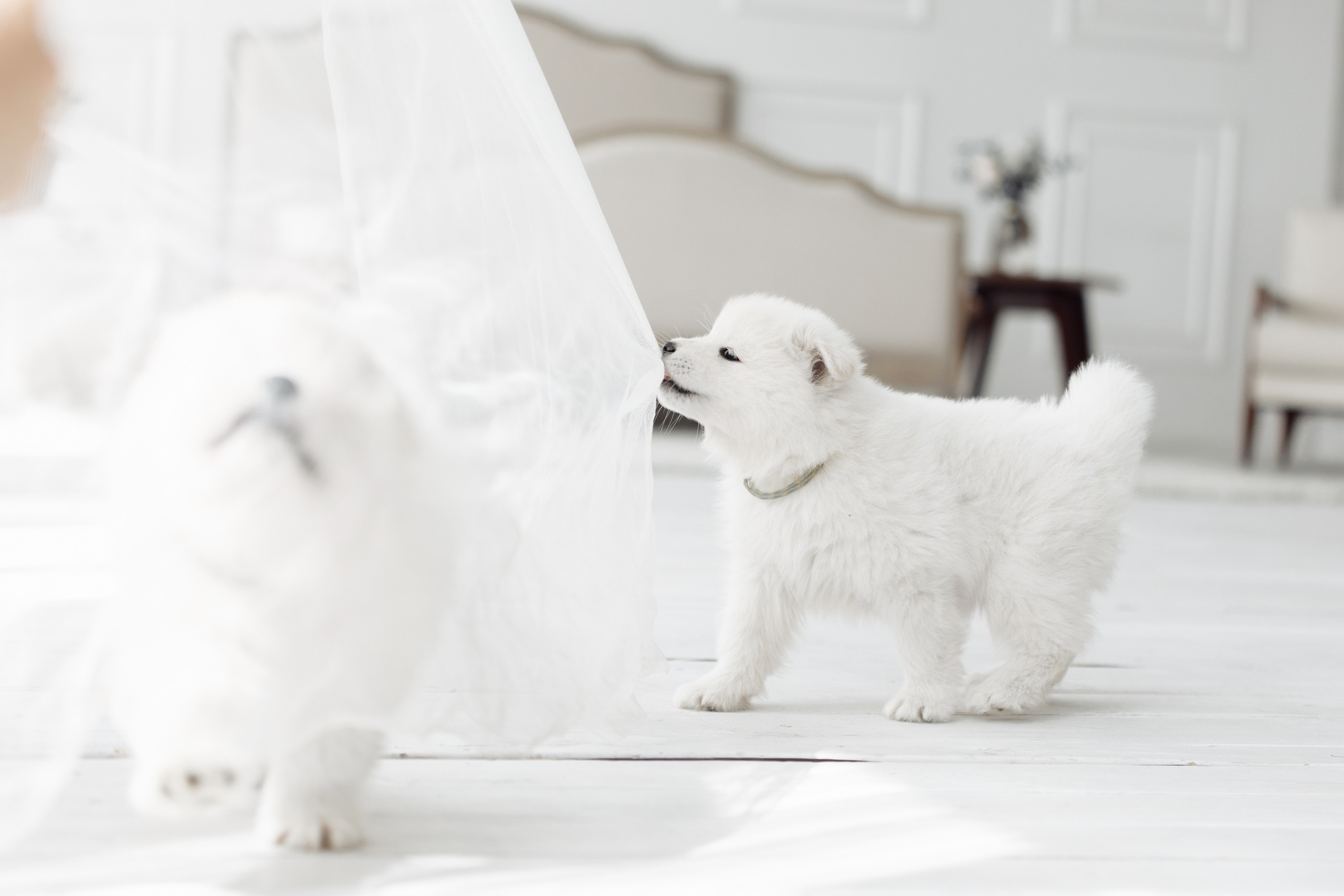 ZVEZDY ORIONA. Фотограф-анималист Саша Вязьмина