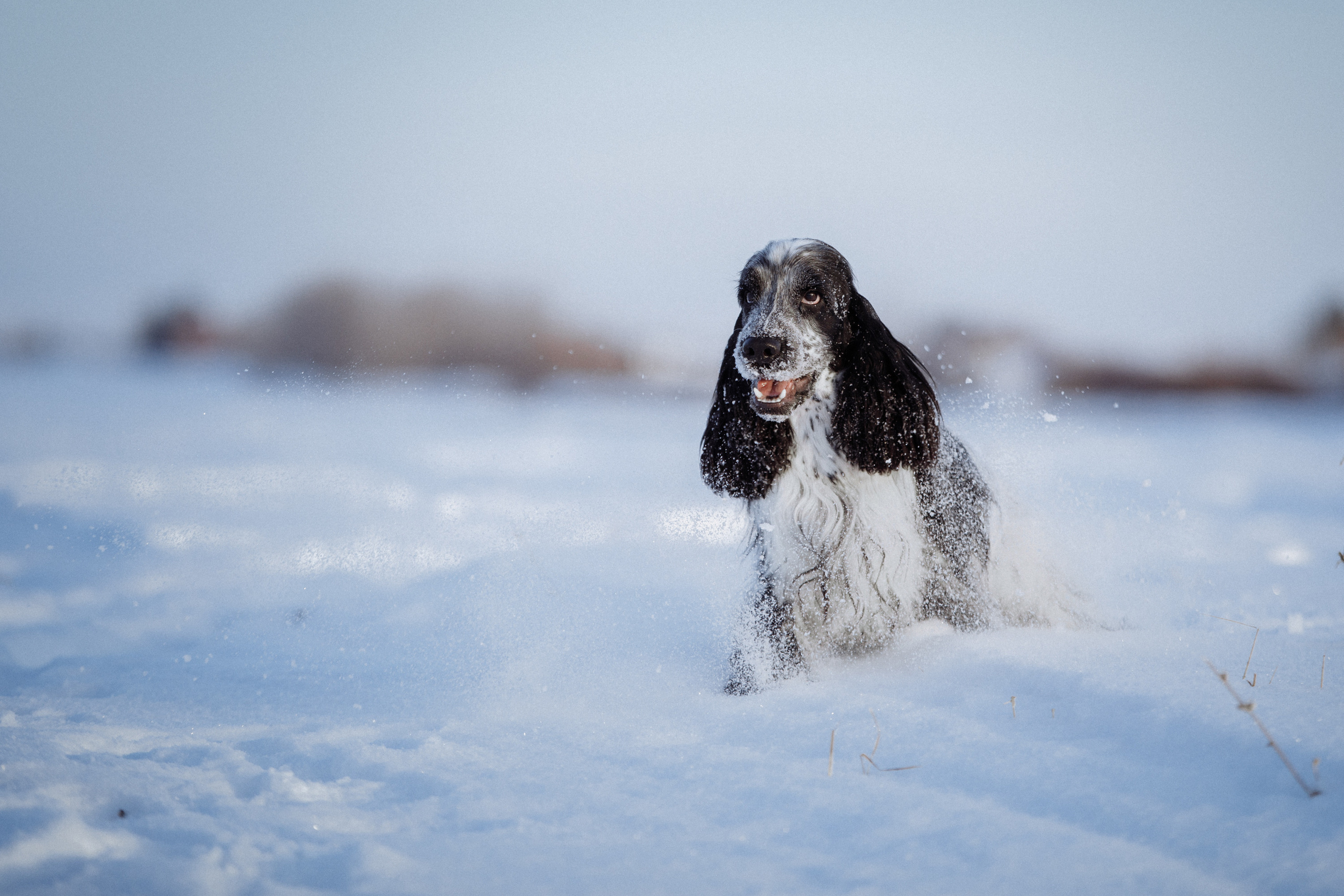 фотосессия помета щенков на природе поле зимой кокер Вязьмина анималист 