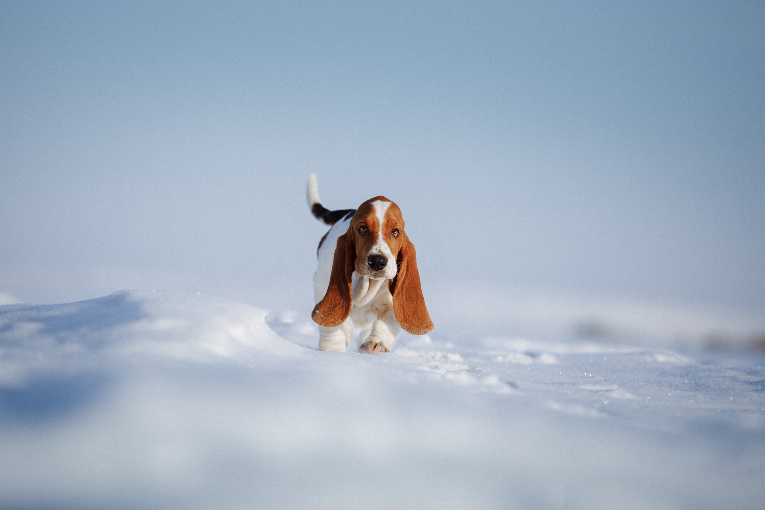 надвигается гроза щенок бассет поле 