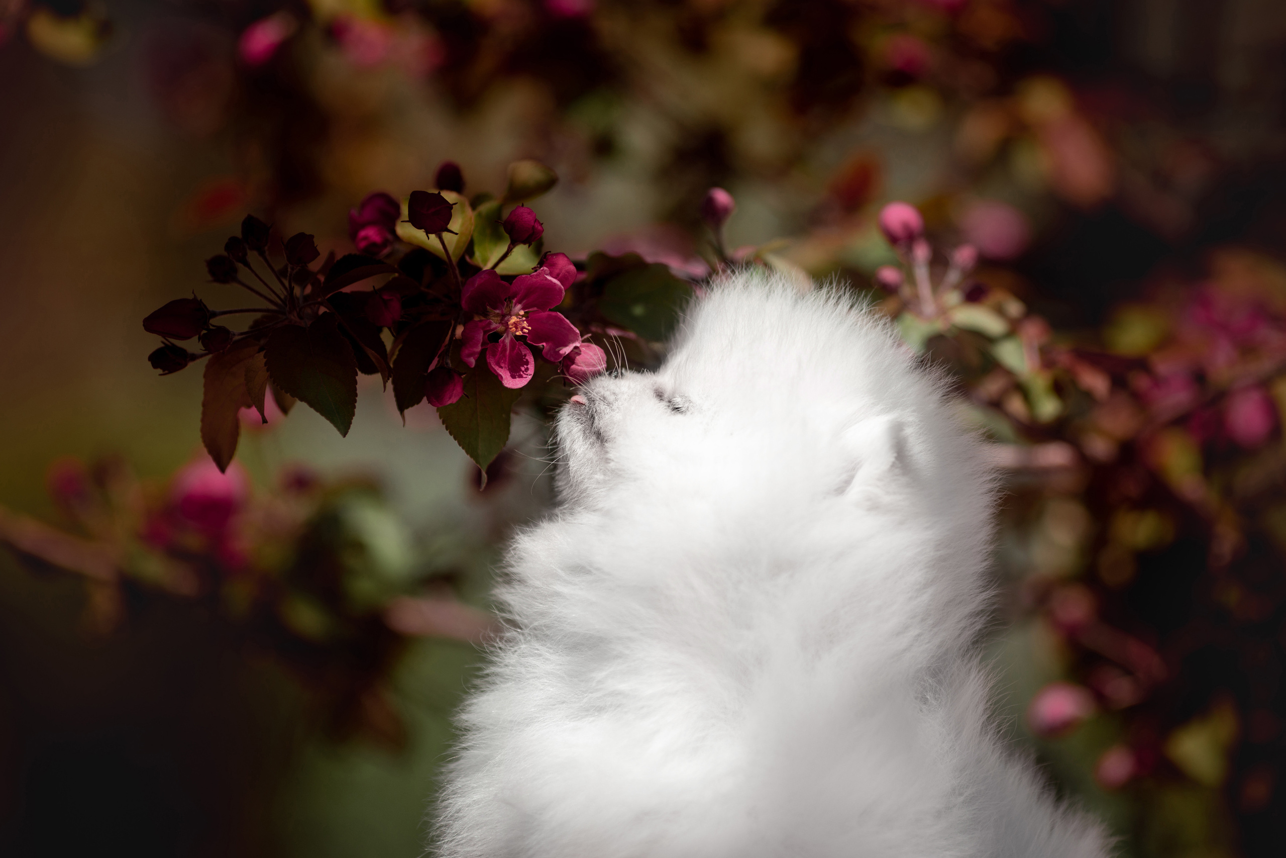 Фотограф-анималист Саша Вязьмина