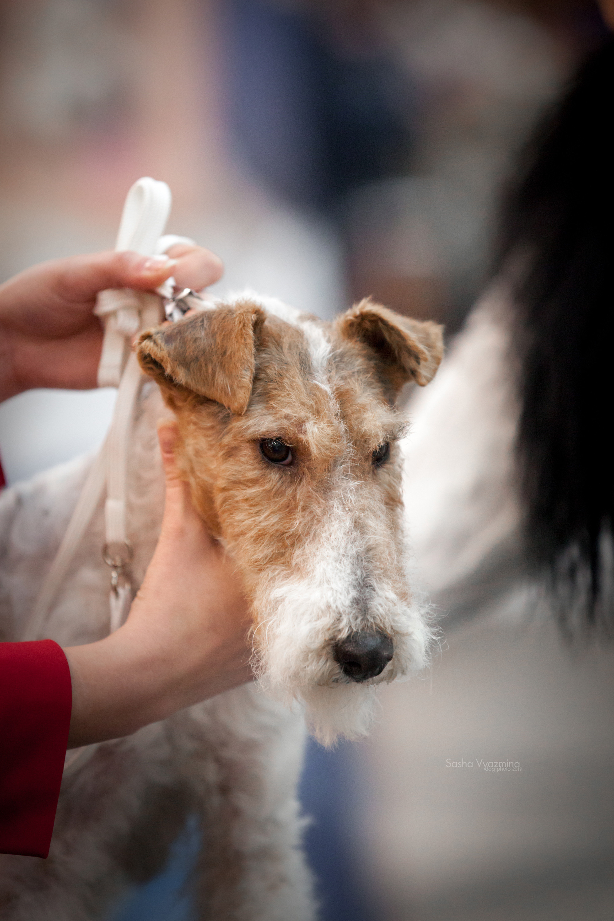 24.11.2019 — Самара. Фотограф-анималист Саша Вязьмина