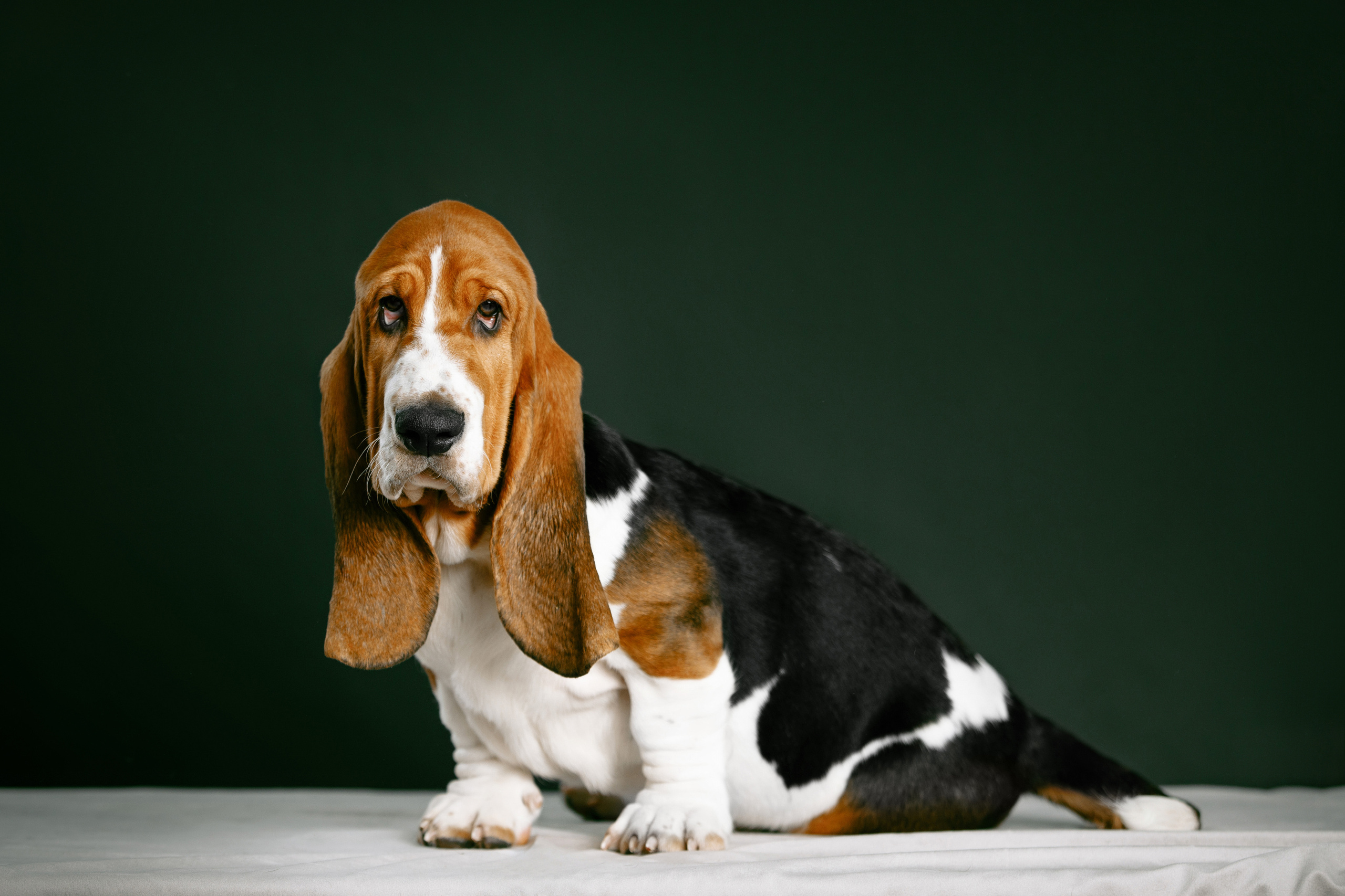 Фотограф-анималист Саша Вязьмина