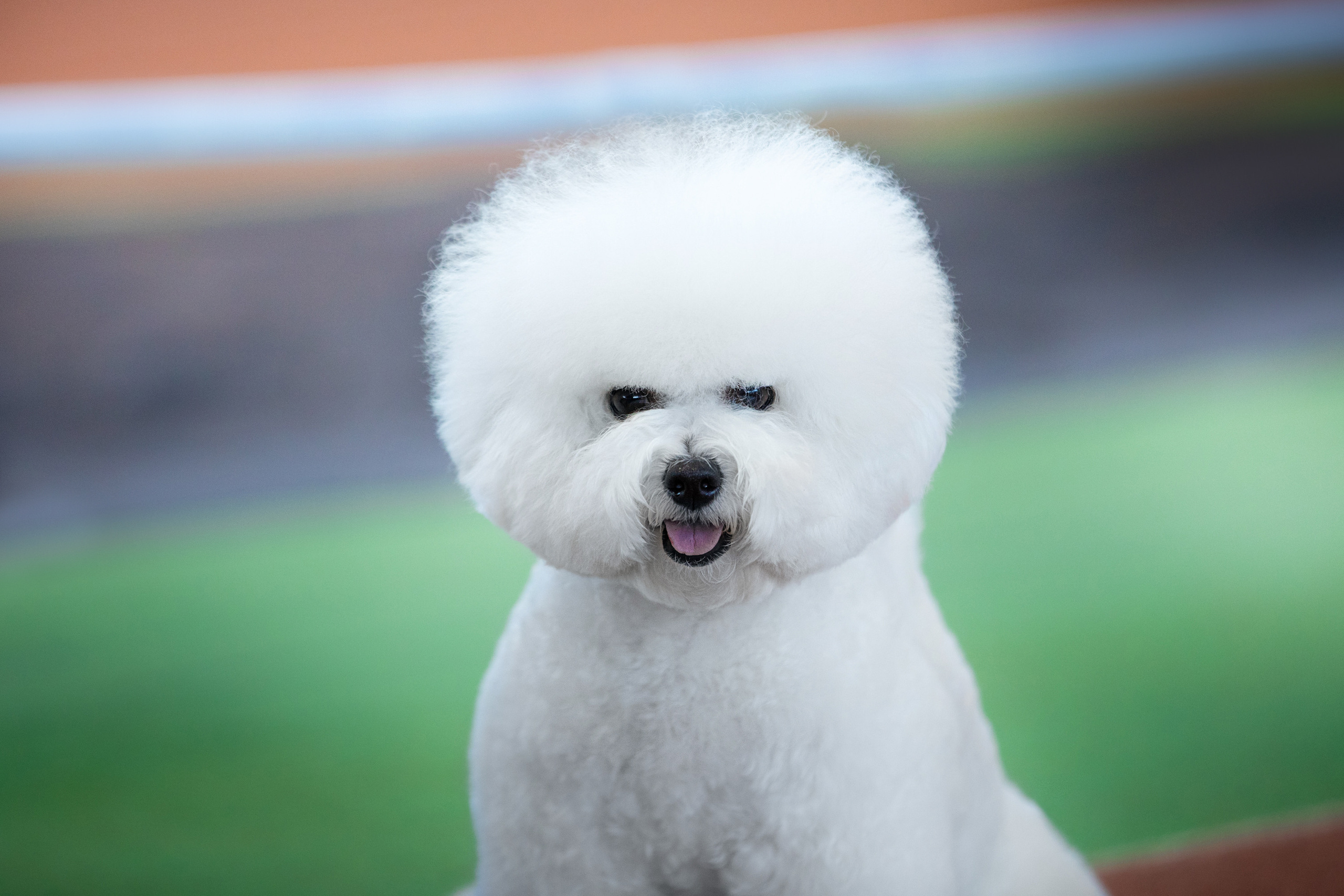 бишон фризе милый портрет экстерьерный фотограф вязьмина 