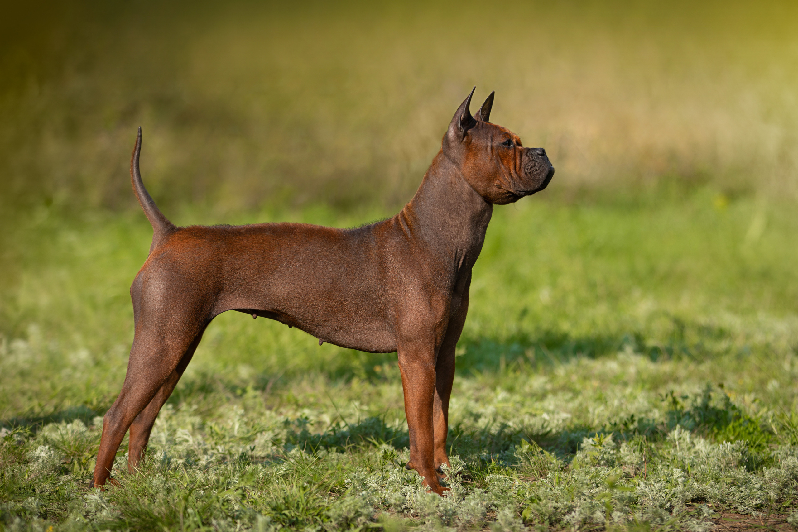 бесты конкурсы выставка собак Магнитогорск фотограф Саша вязьмина 