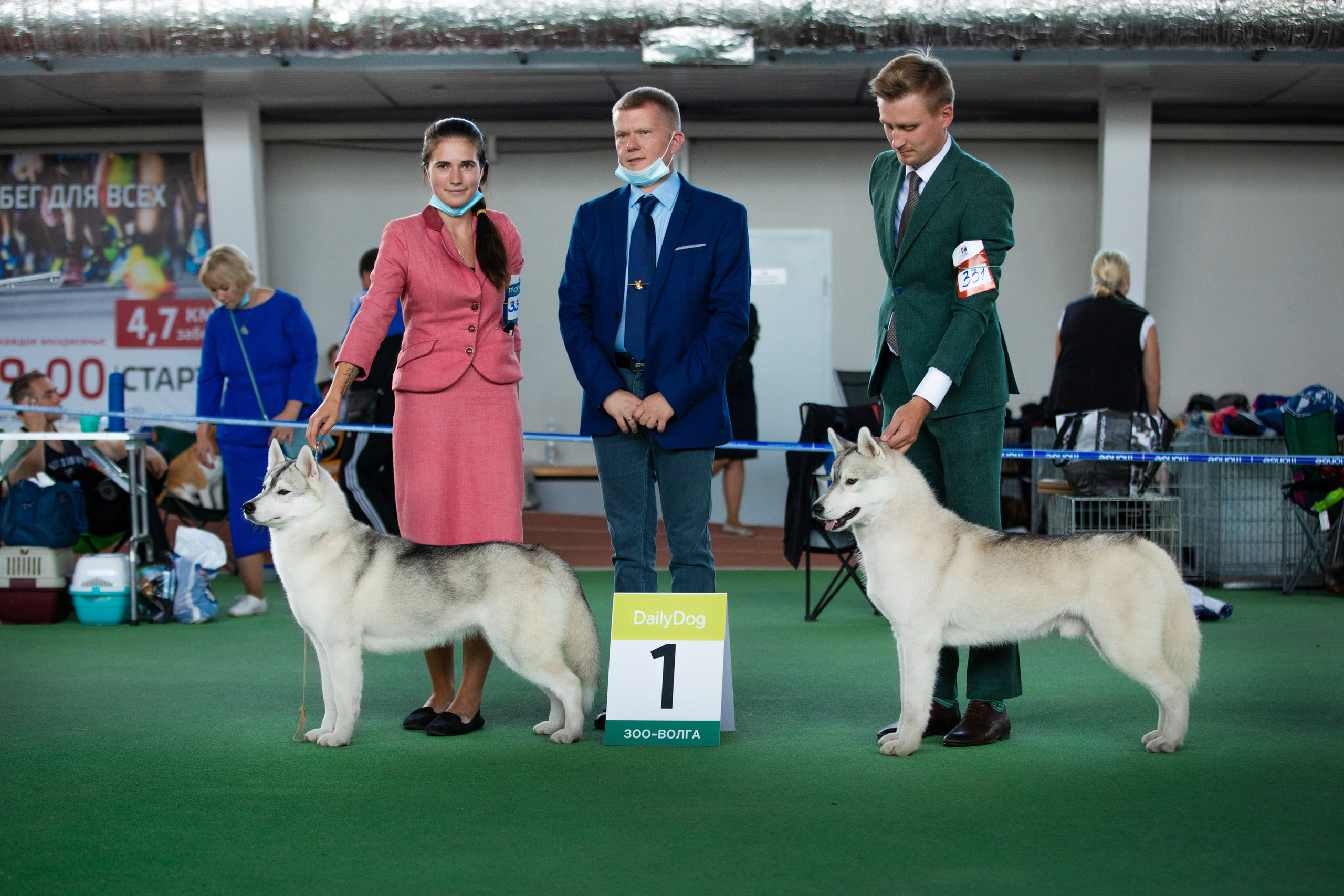 сибирский хаски самара москва фото с экспертом на выставке 