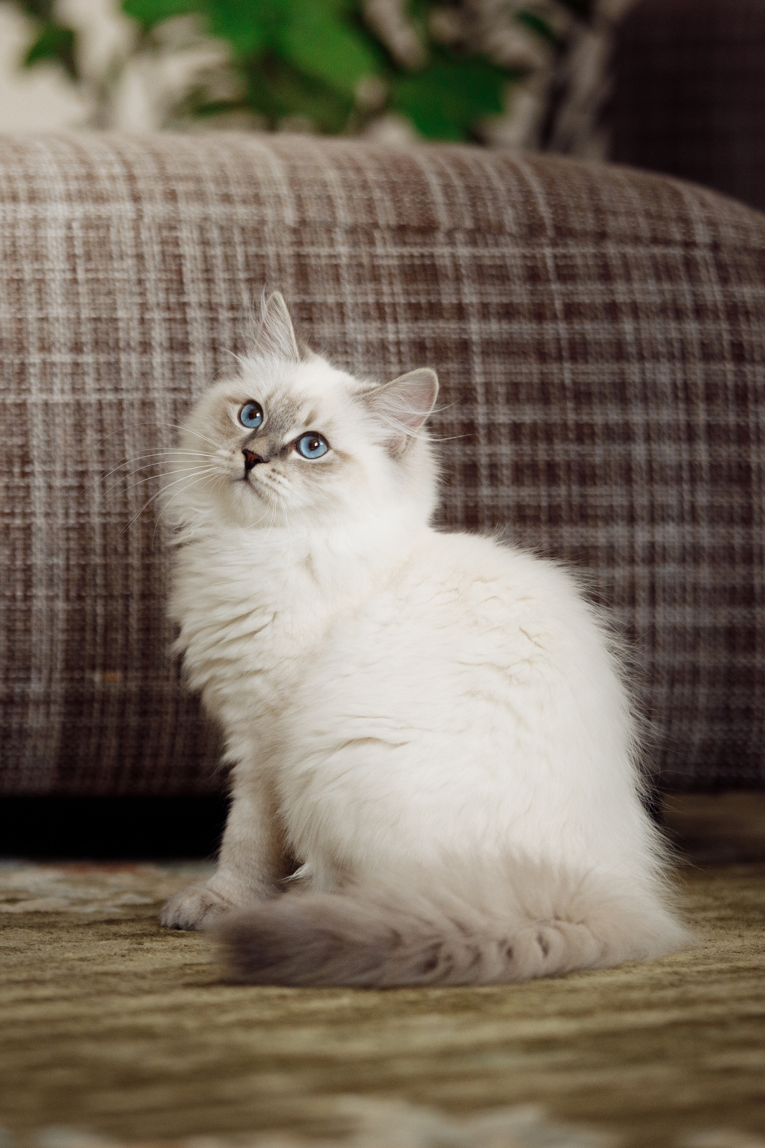 КОТОФОТО. Фотограф-анималист Саша Вязьмина