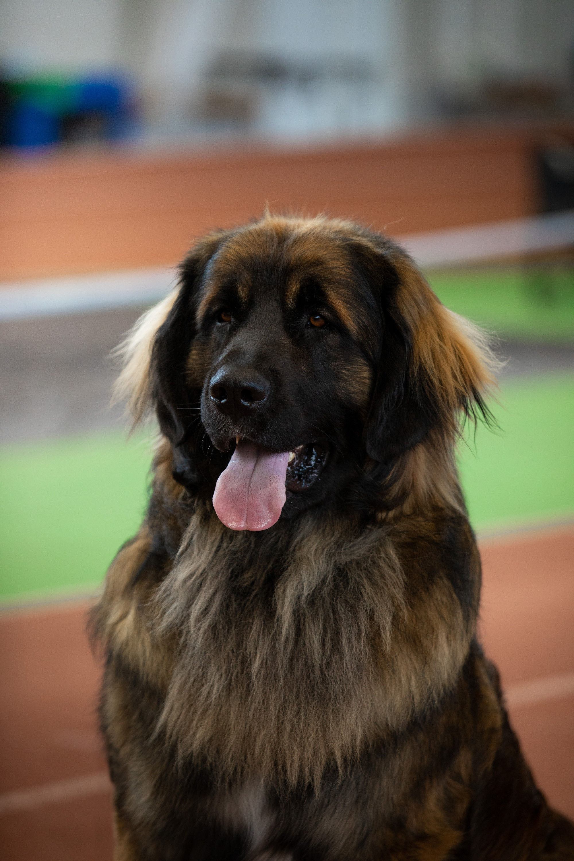 леонбергер портерт с выставки собак самара вязьмина 