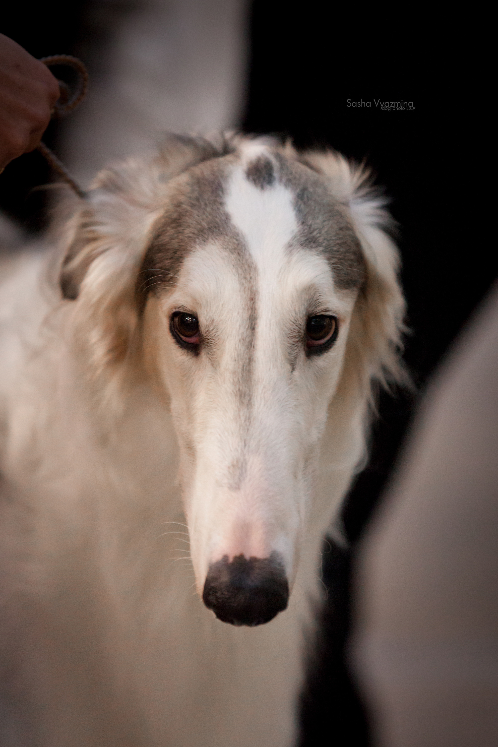 24.11.2019 — Самара. Фотограф-анималист Саша Вязьмина