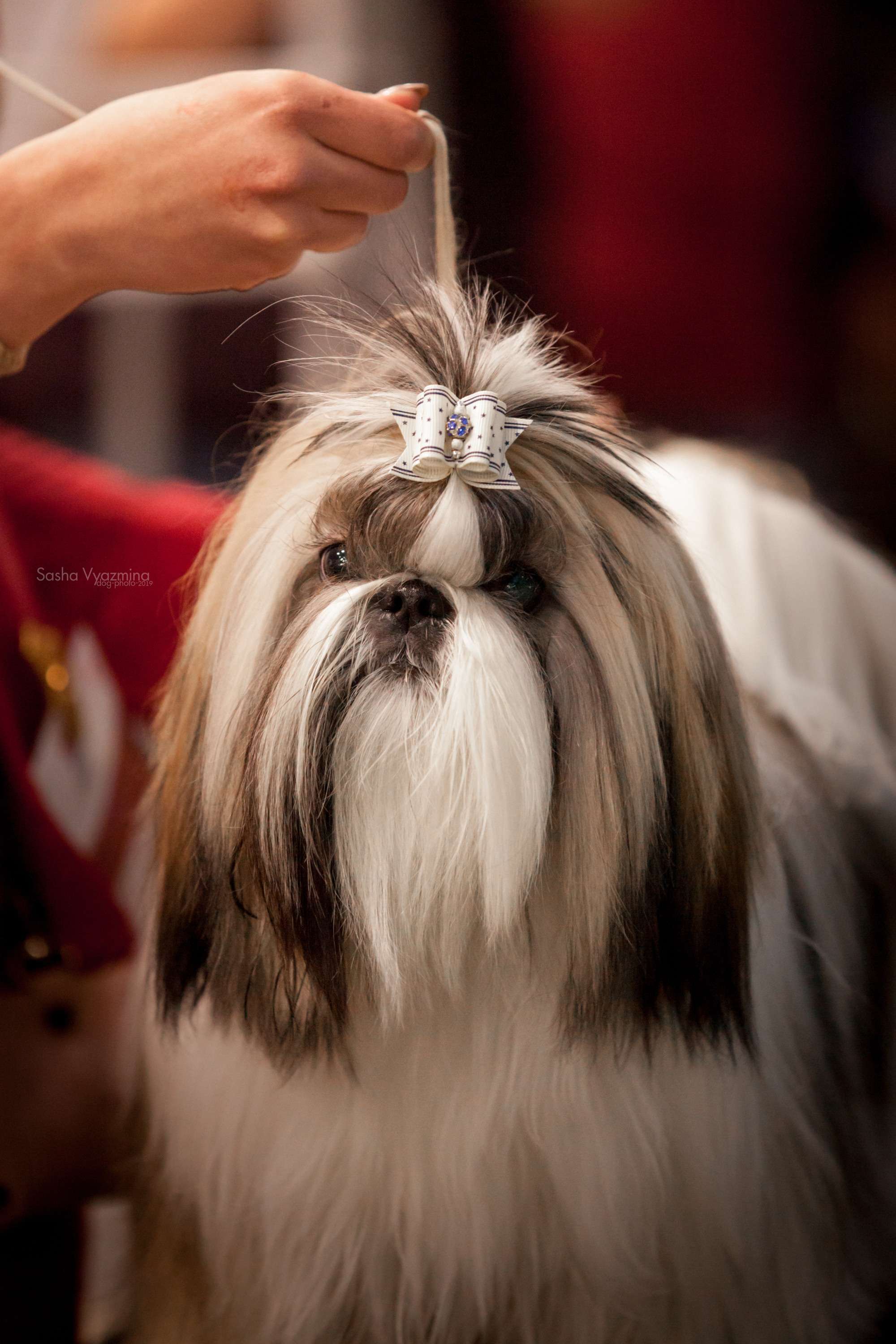 24.11.2019 — Самара. Фотограф-анималист Саша Вязьмина