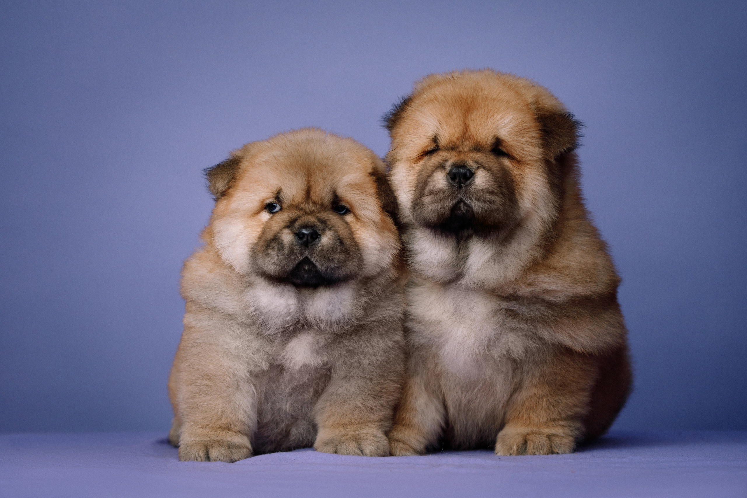 Фотограф-анималист Саша Вязьмина