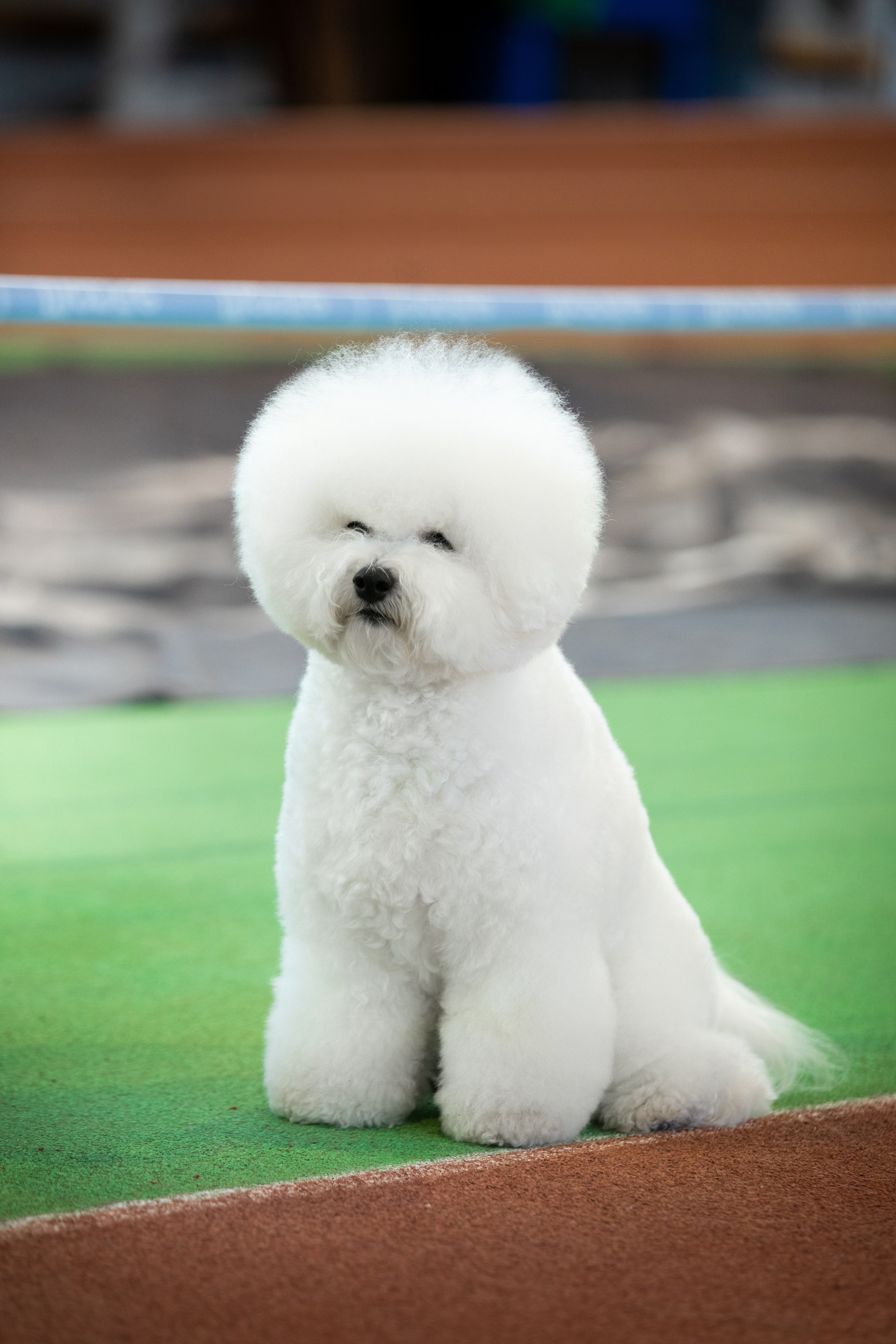 бишон фризе выставка собак вязьмина 