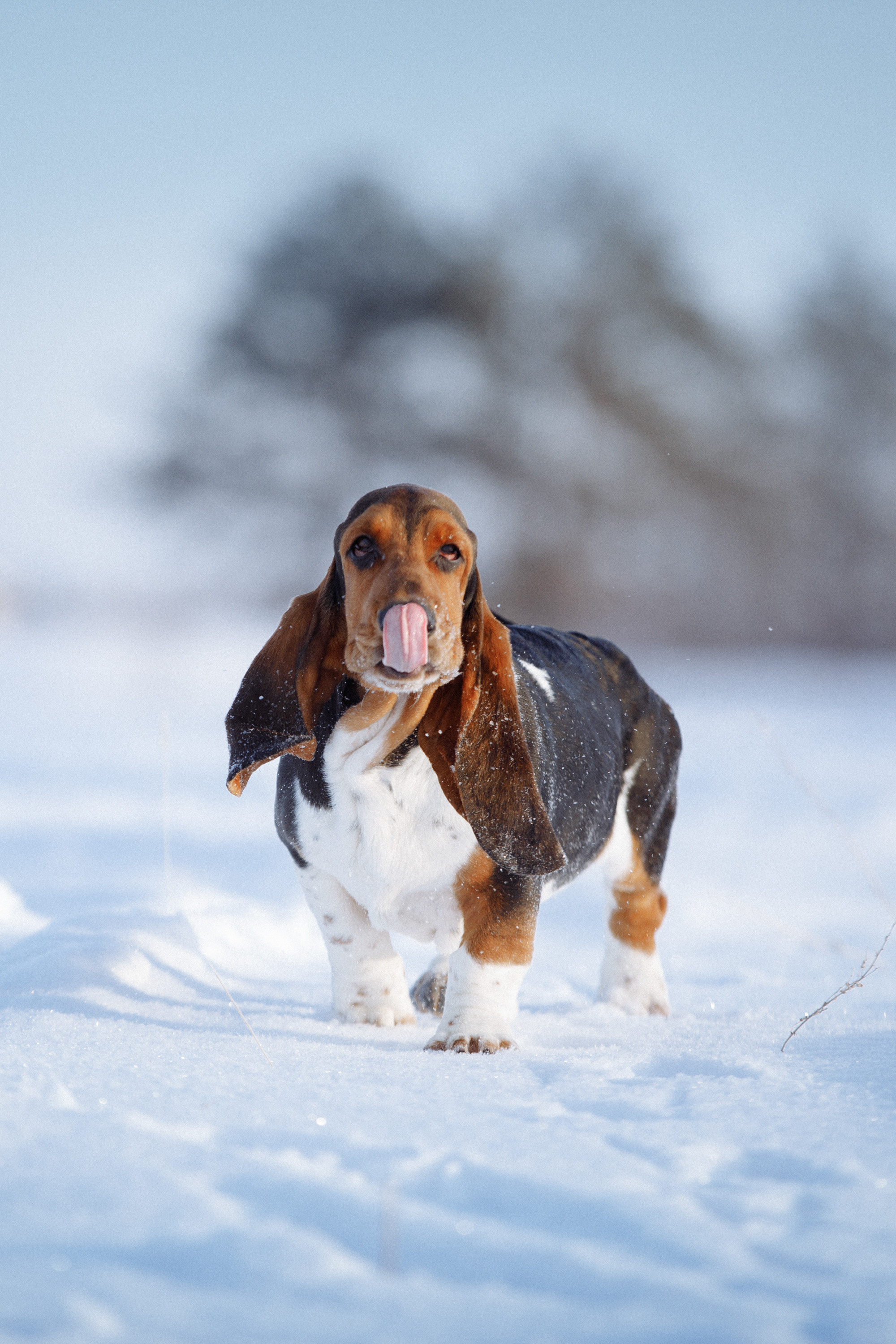 собака облизывает язык щенок бассет хаунд зимой в поле на фоне елок 