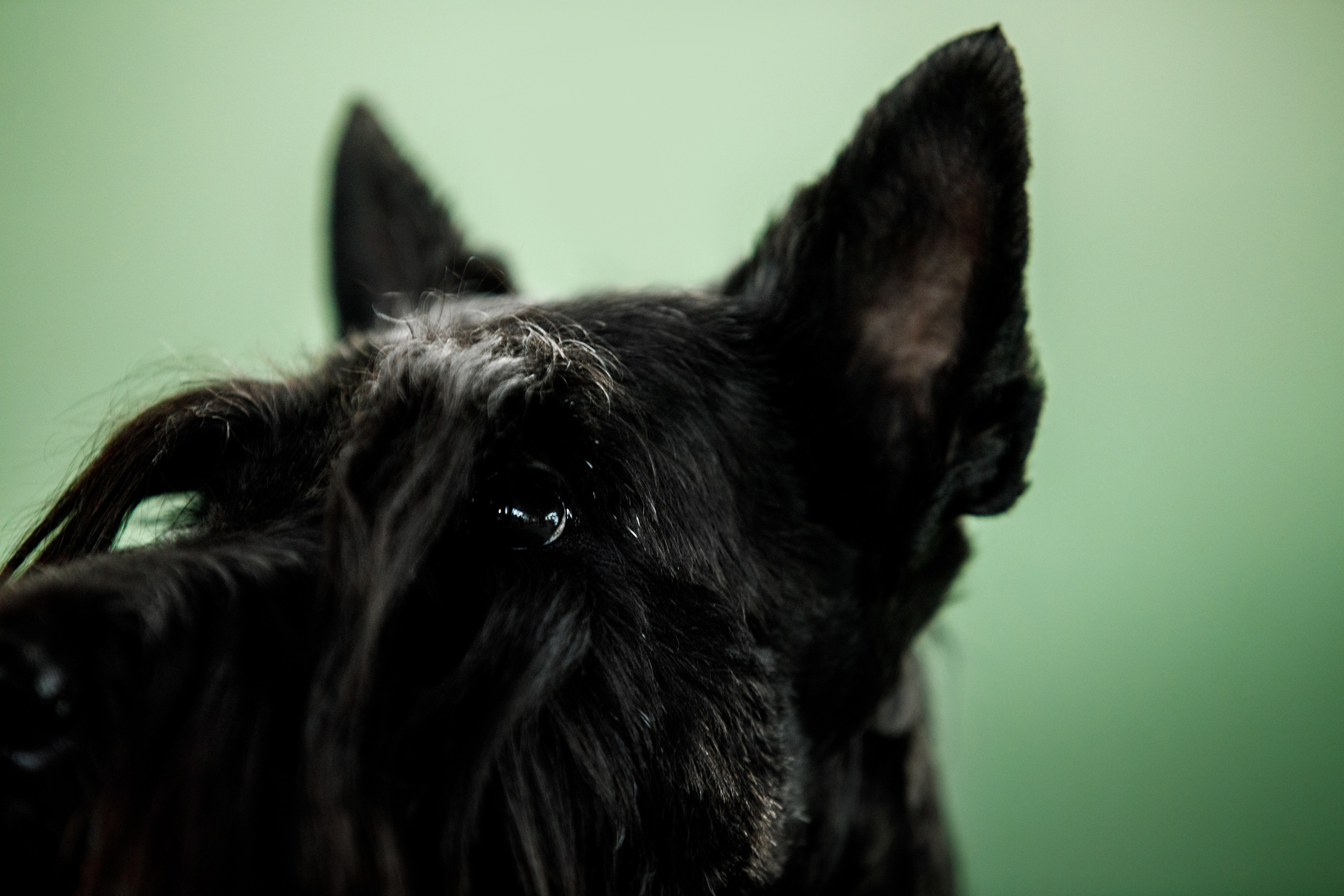 ВЫСТАВКИ СОБАК. Фотограф-анималист Саша Вязьмина