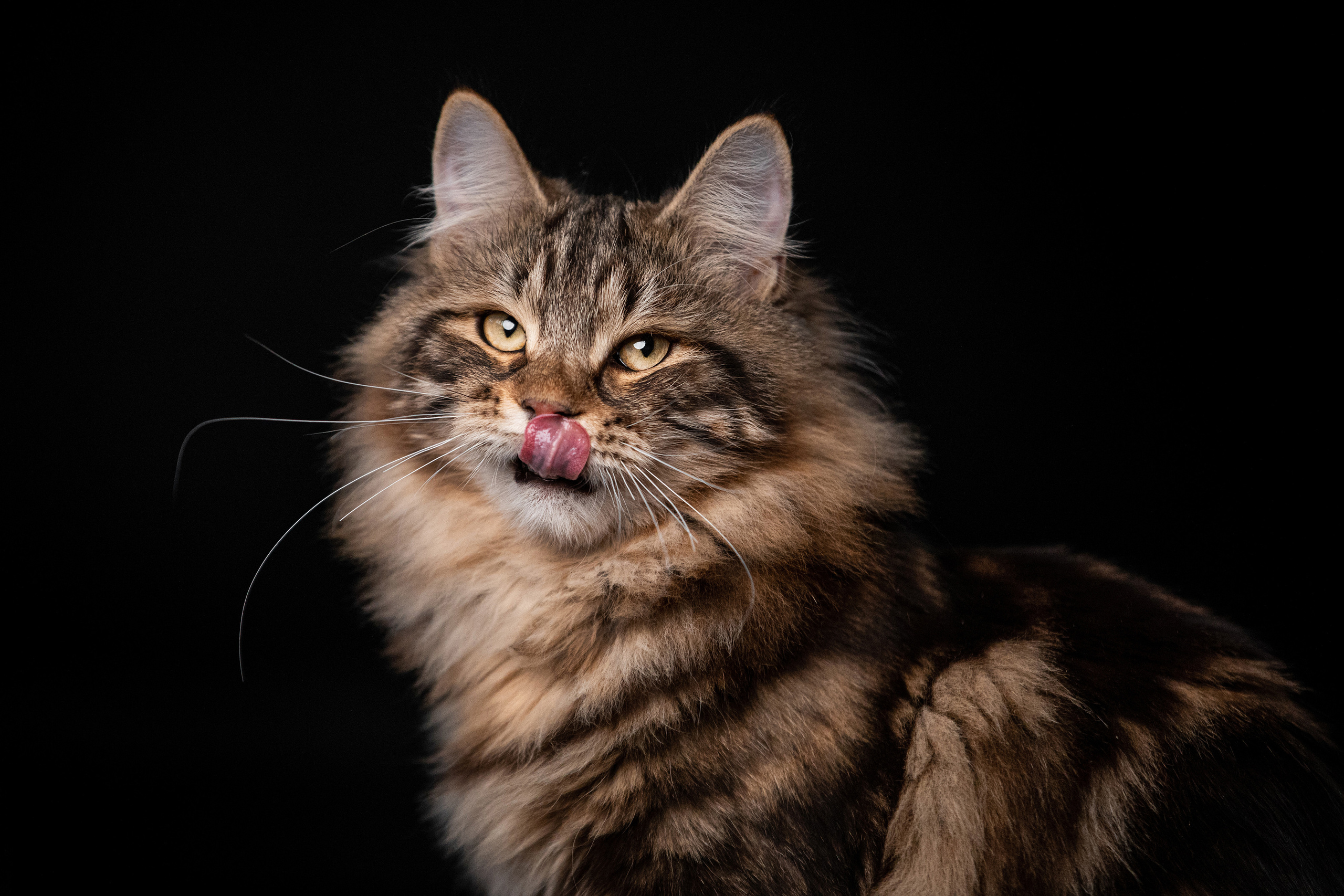 Фотограф-анималист Саша Вязьмина