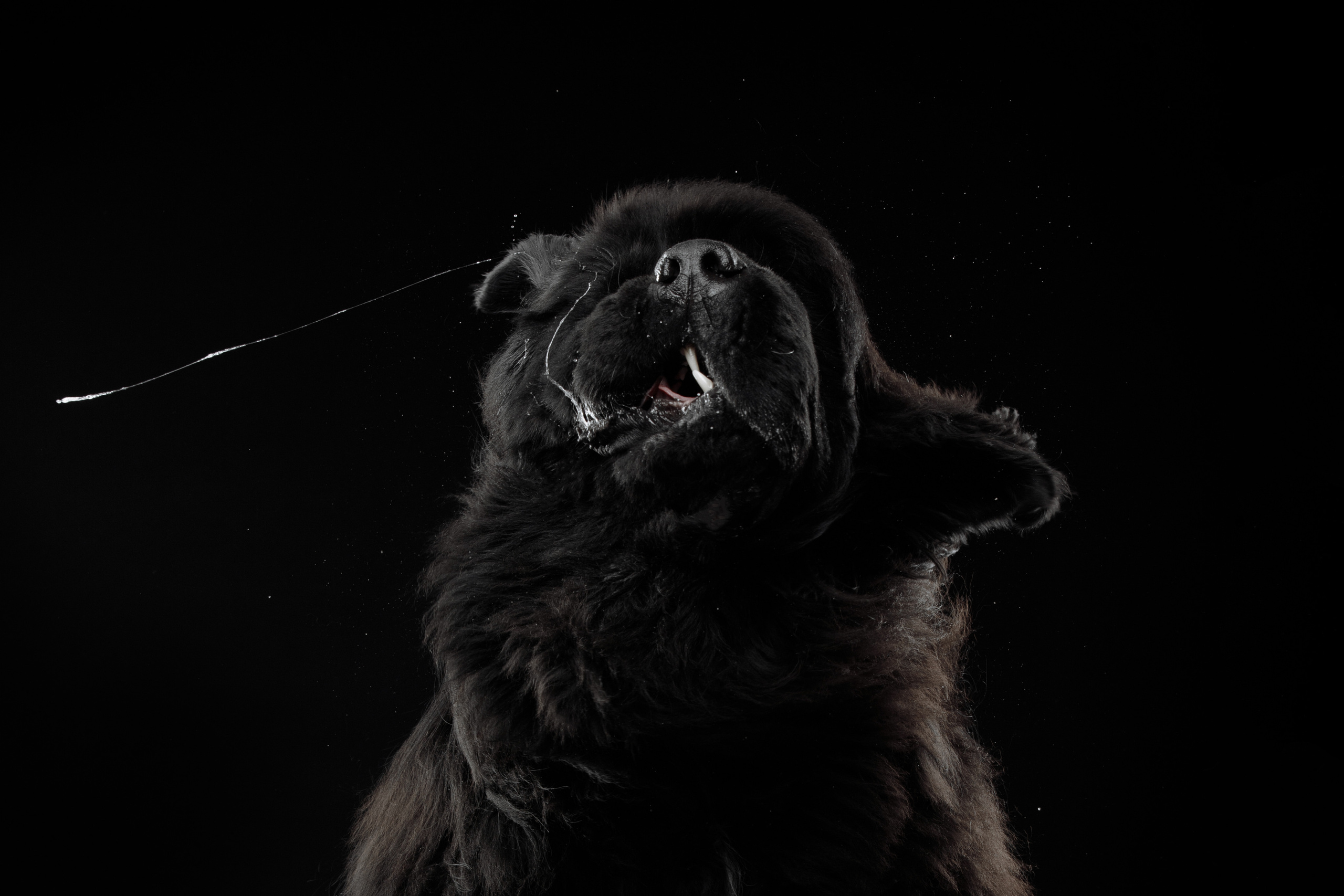 студийная съемка для собак слюни в полете ньюфаундлер 