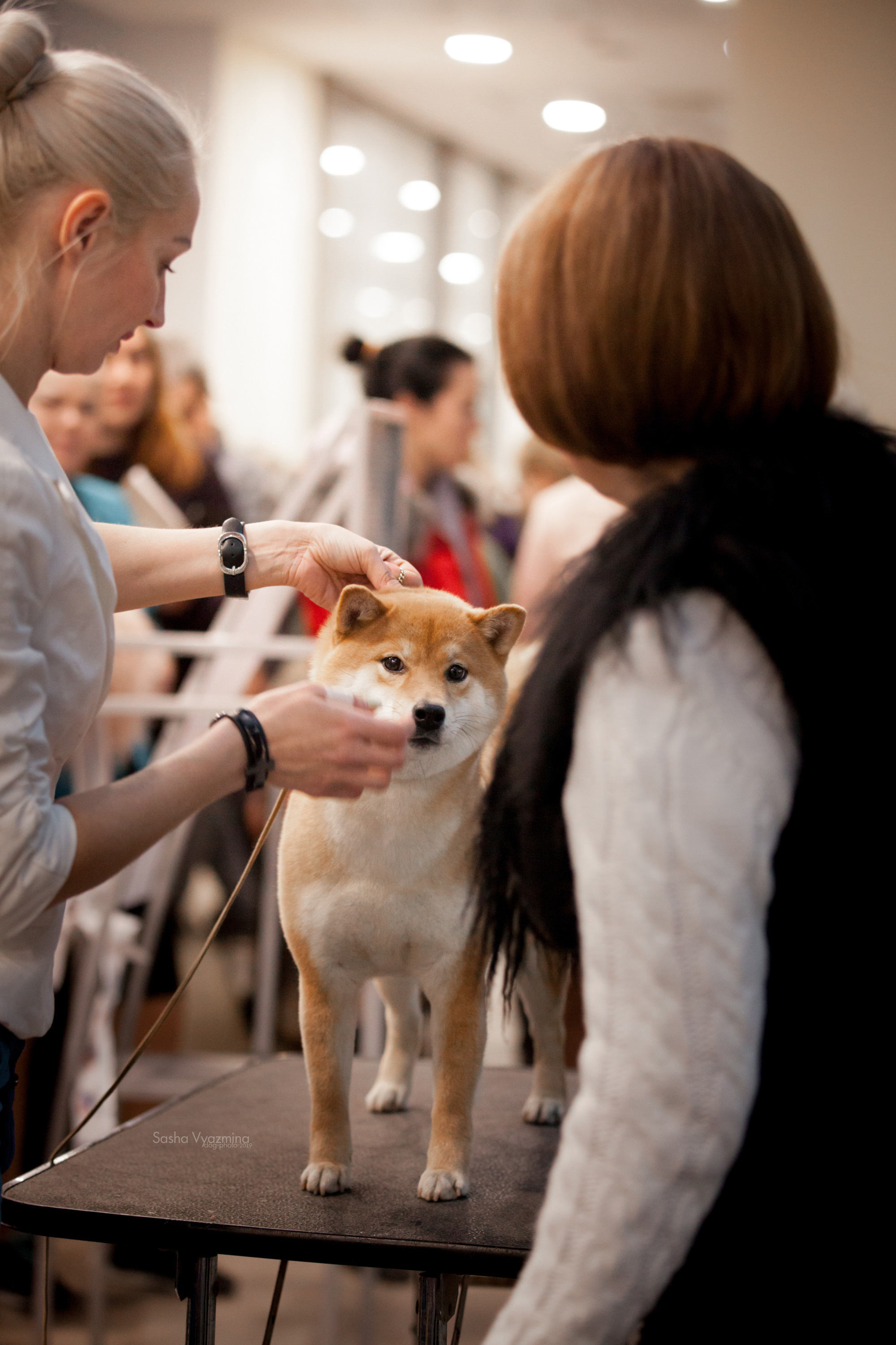 24.11.2019 — Самара. Фотограф-анималист Саша Вязьмина