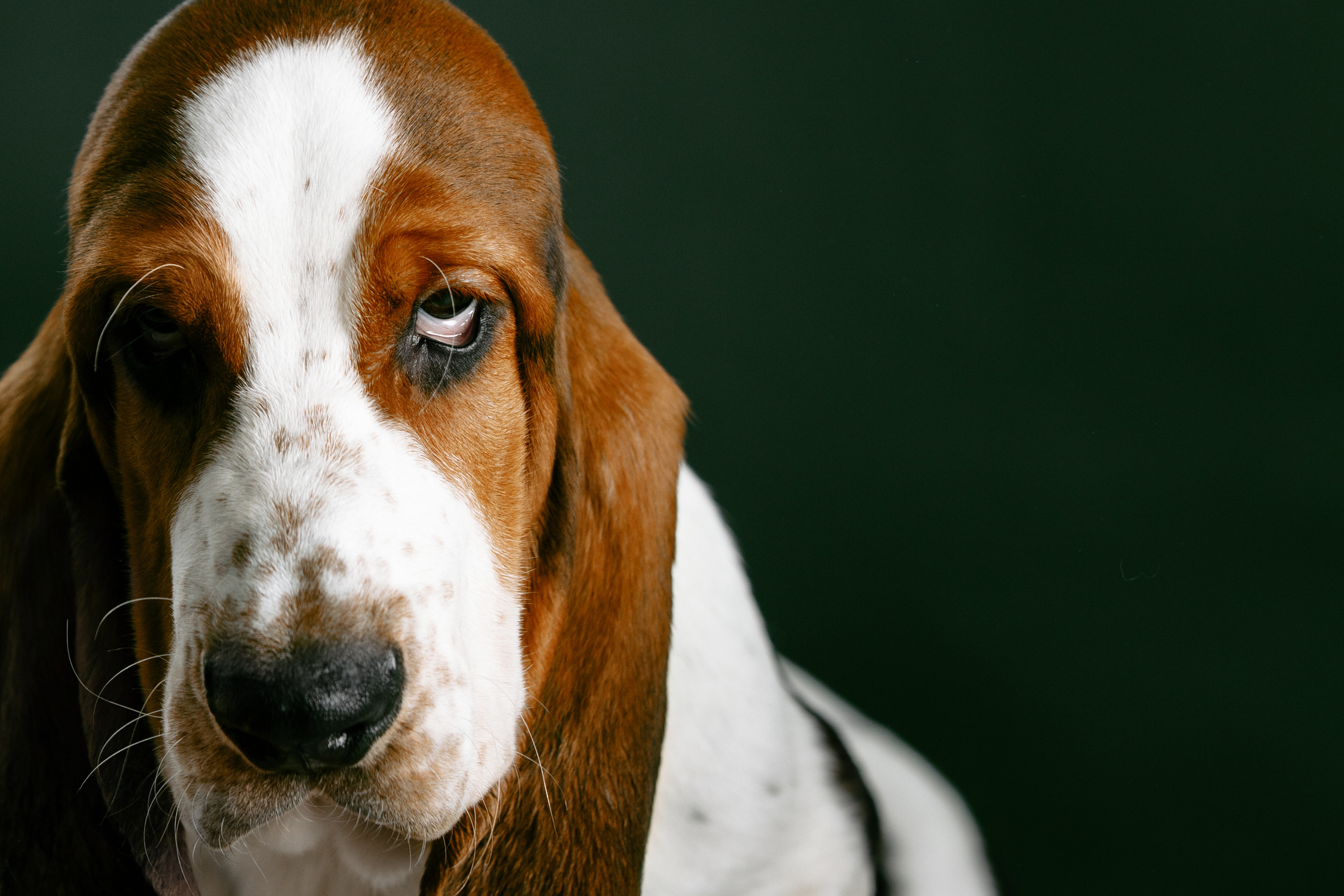 Фотограф-анималист Саша Вязьмина