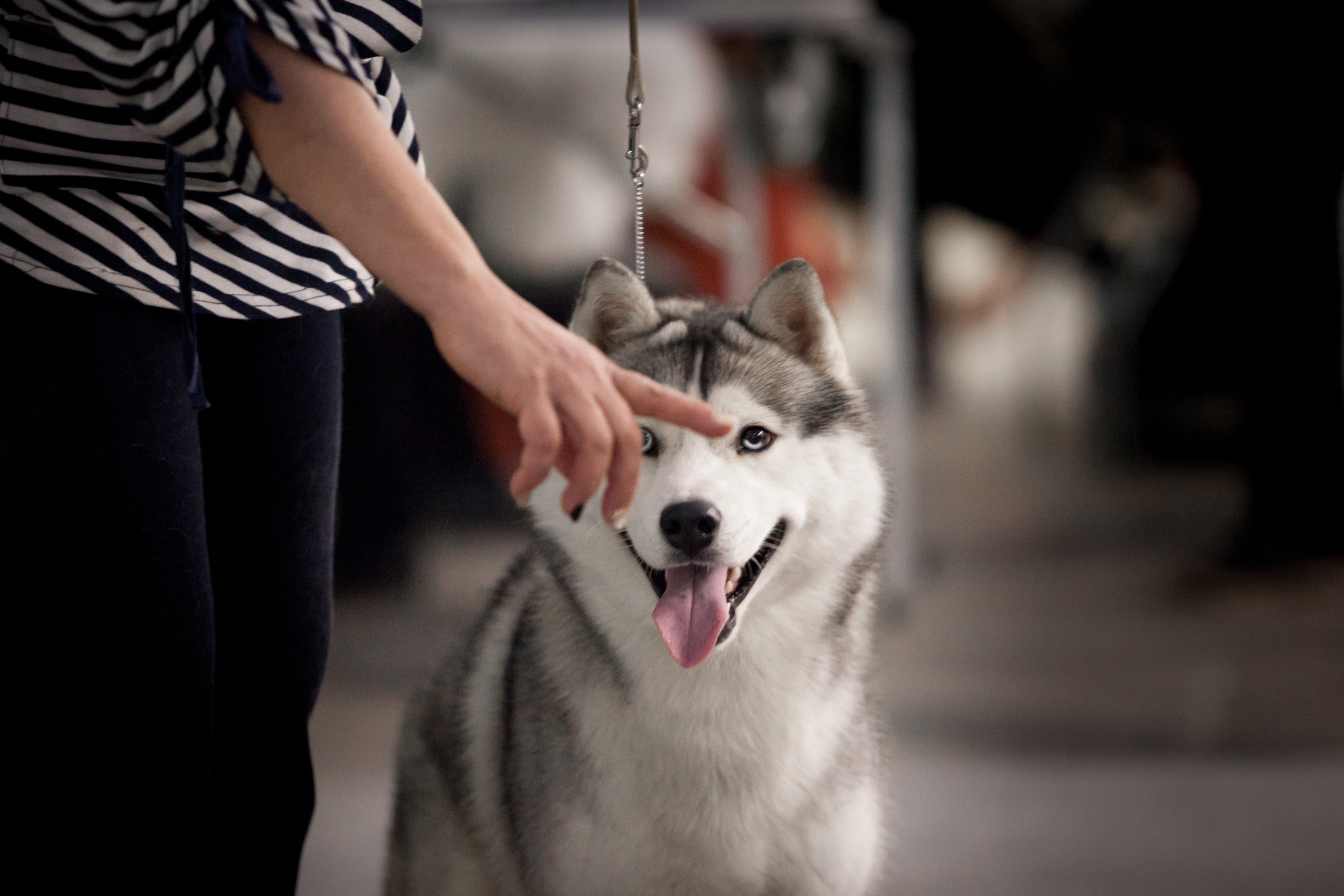 24.11.2019 — Самара. Фотограф-анималист Саша Вязьмина