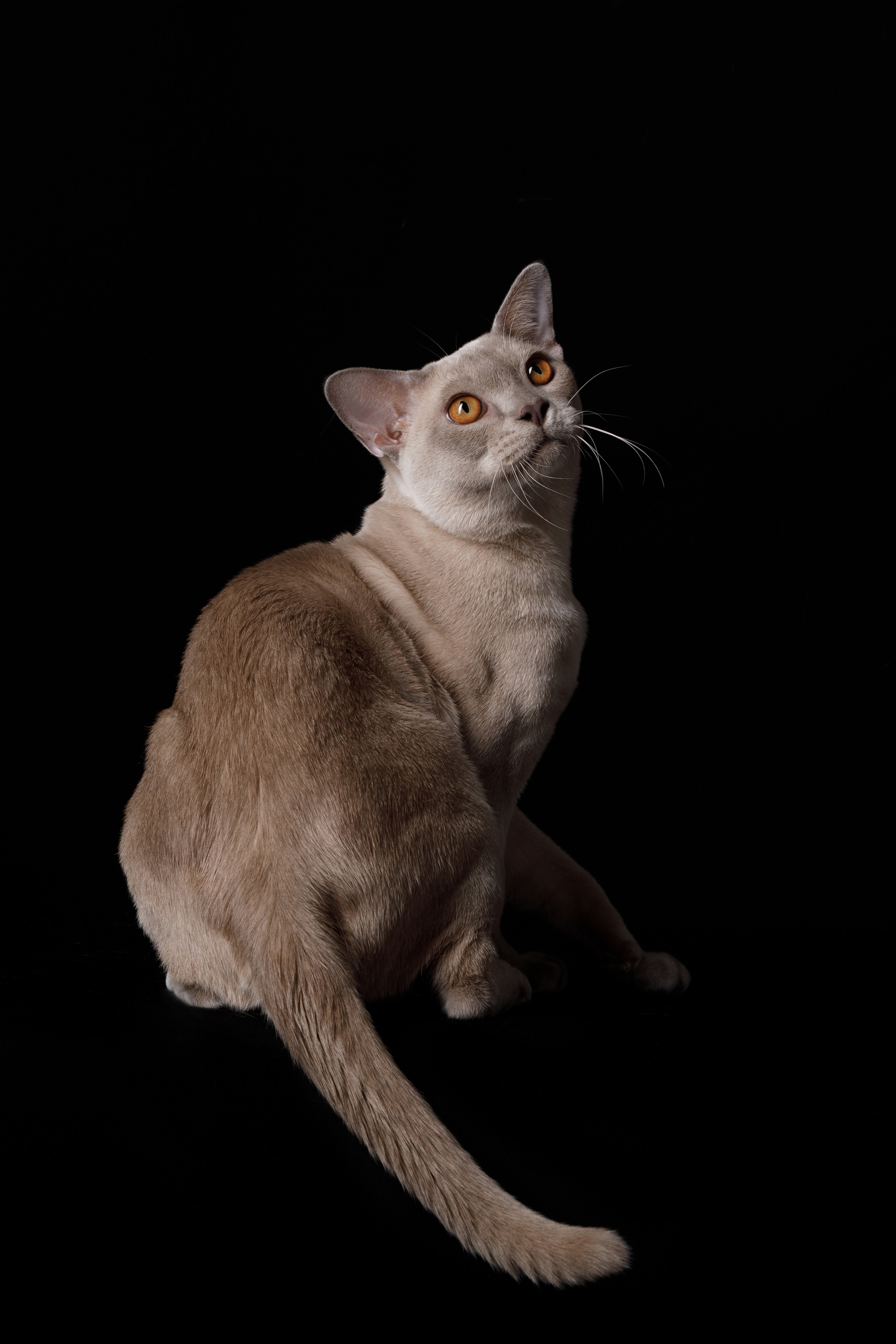 КОТОФОТО. Фотограф-анималист Саша Вязьмина