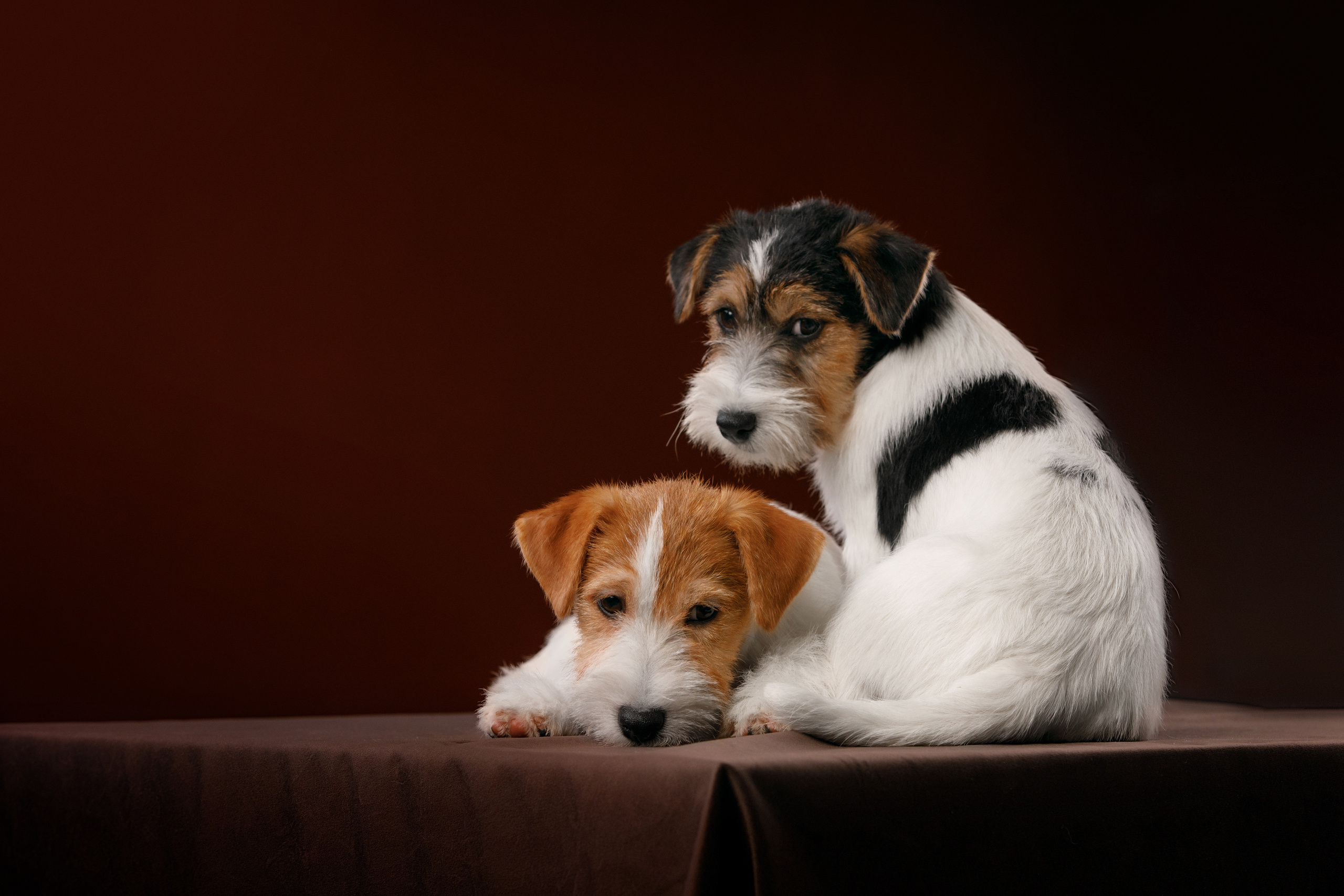 фото оренбург для щенков вязьмина