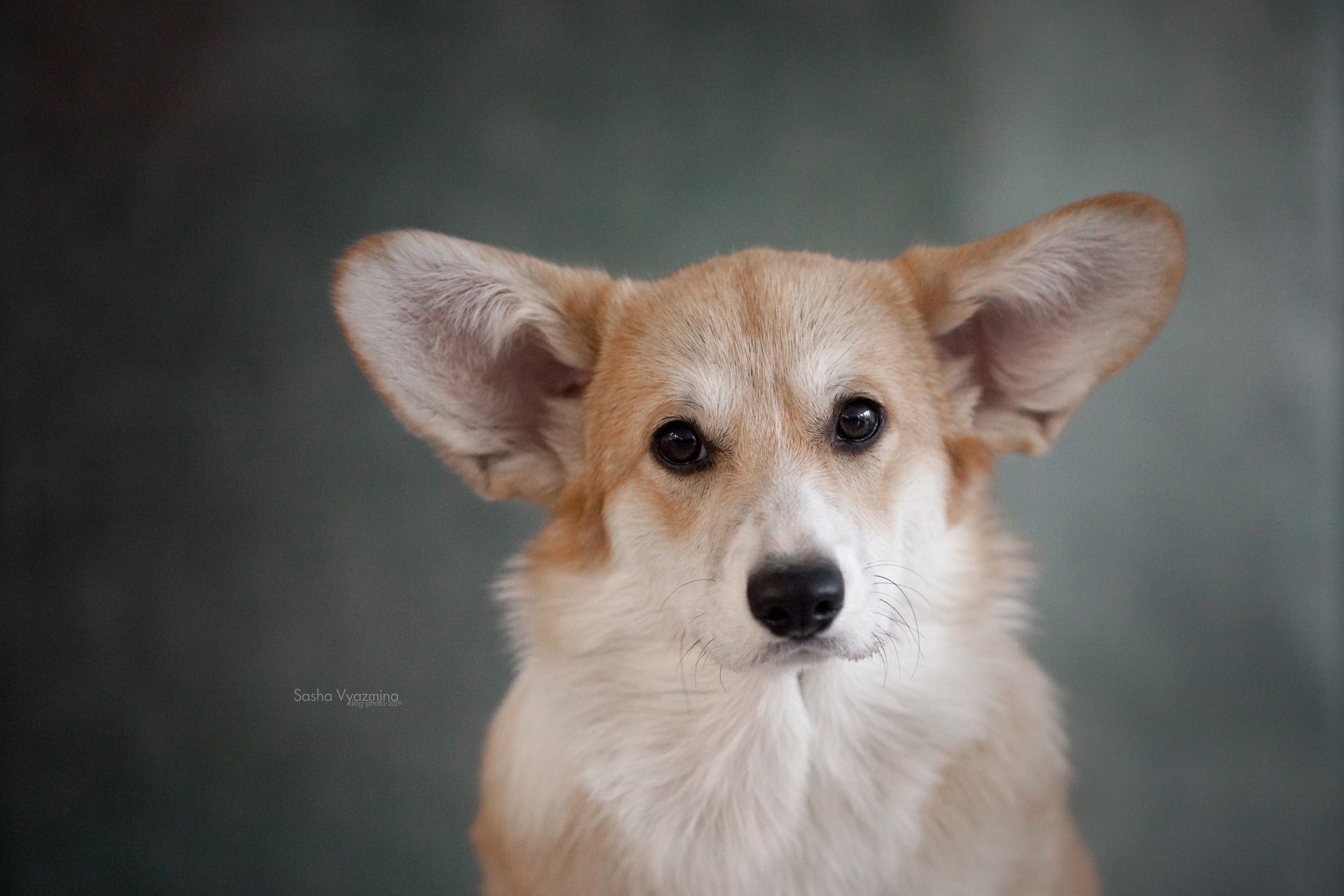 24.11.2019 — Самара. Фотограф-анималист Саша Вязьмина