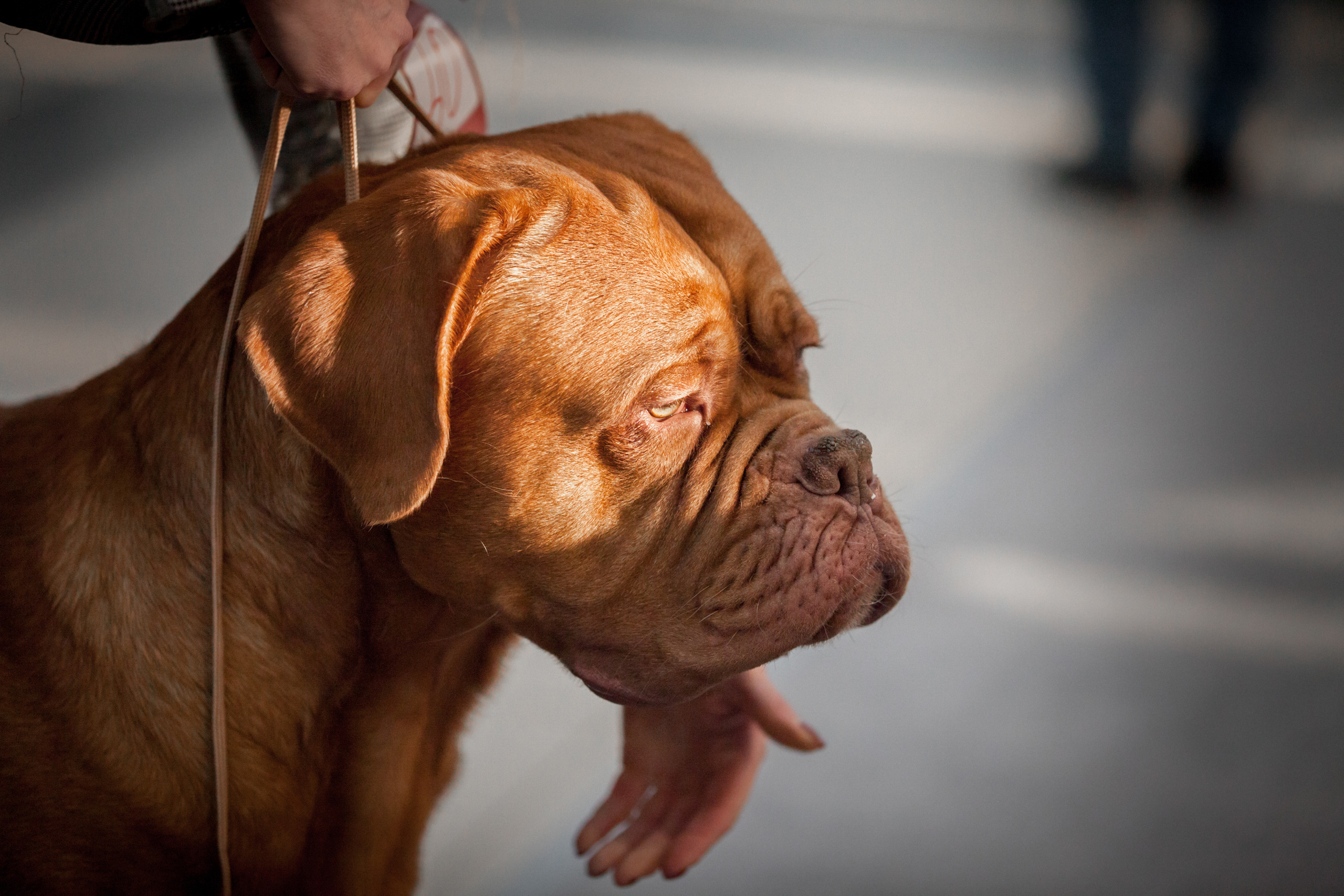 24.11.2019 — Самара. Фотограф-анималист Саша Вязьмина