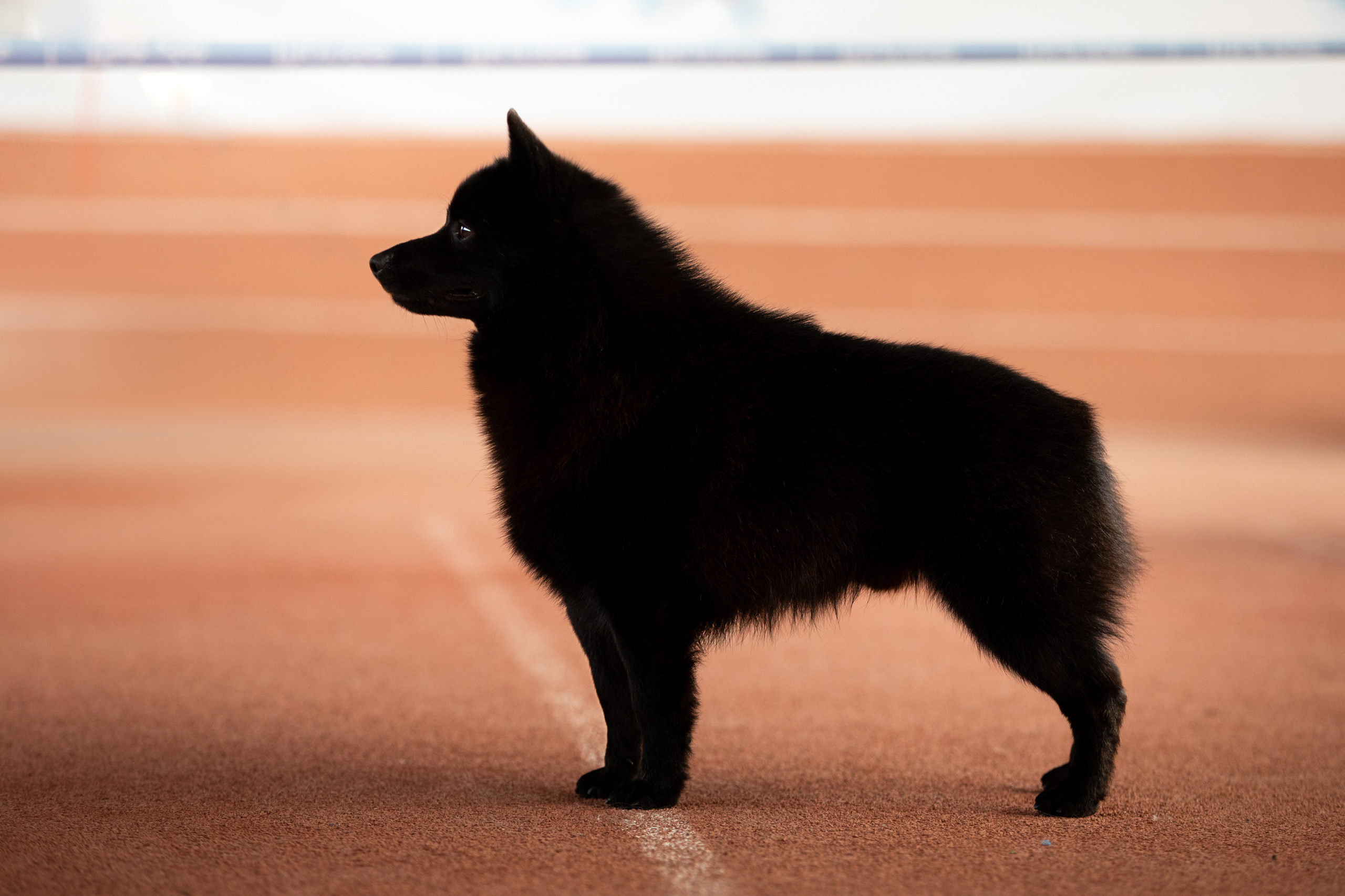 шипперке фотографии выставка собак сасиб самара 