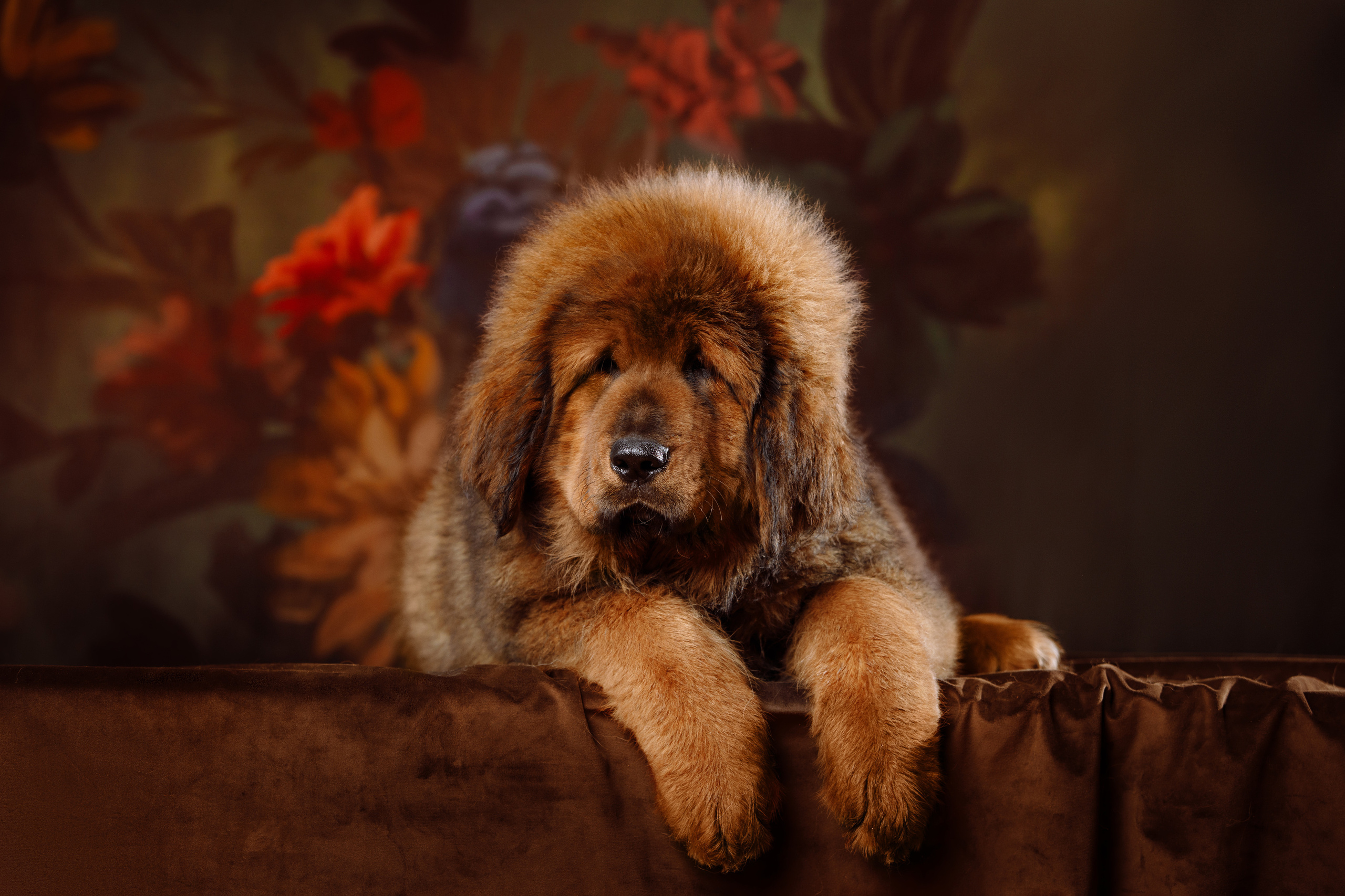 BABY TIME. Фотограф-анималист Саша Вязьмина