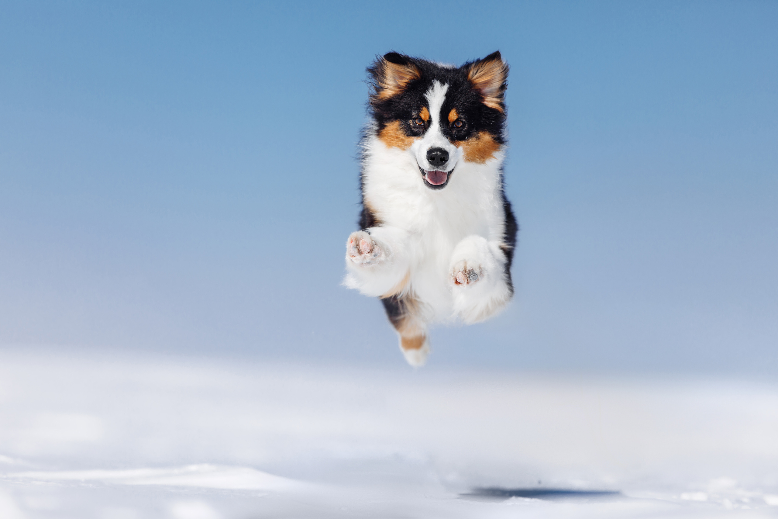 Фотограф-анималист Саша Вязьмина