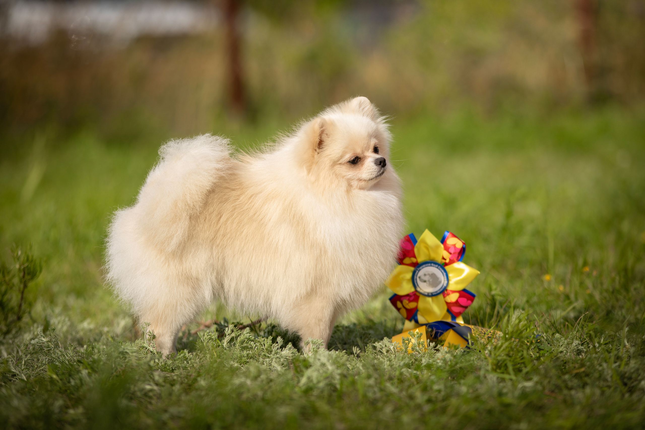 шпиц бесты конкурсы выставка собак