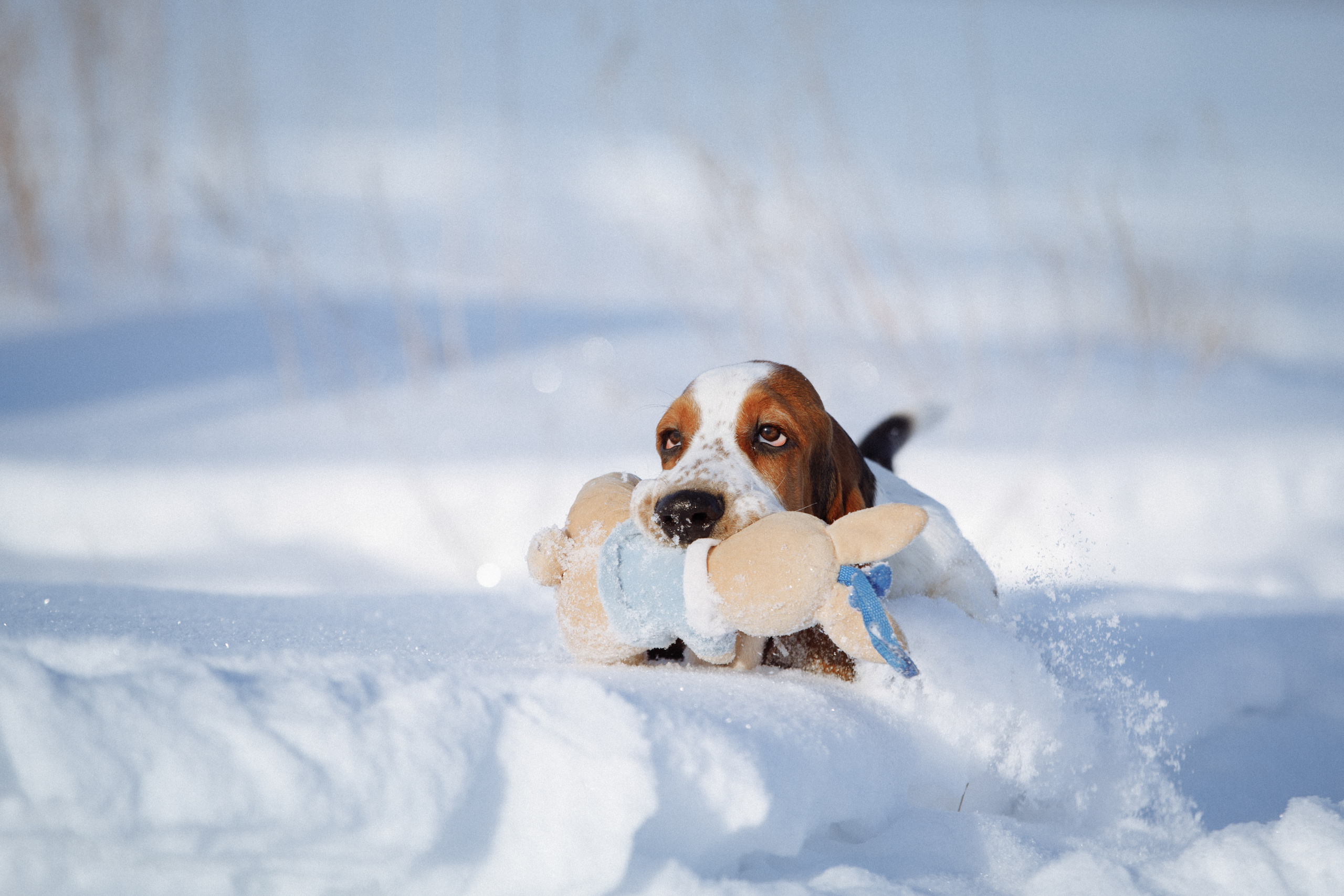 щенок бассет держит игрушку бежит 