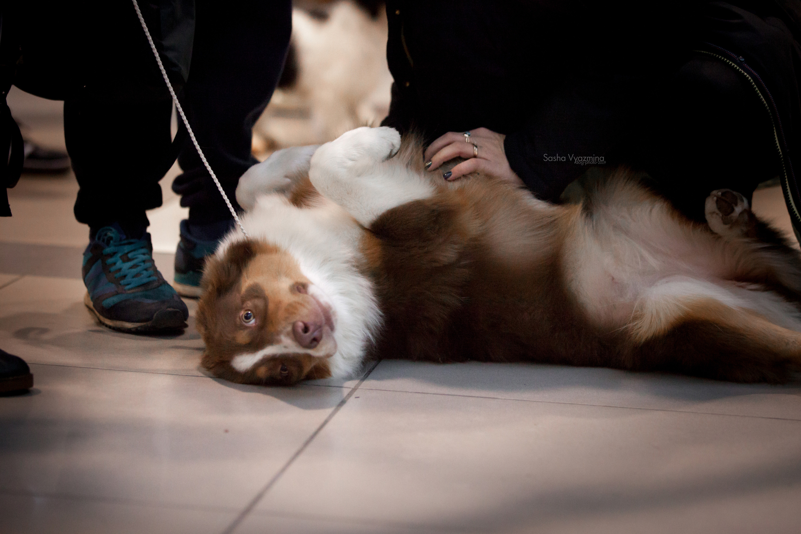 24.11.2019 — Самара. Фотограф-анималист Саша Вязьмина