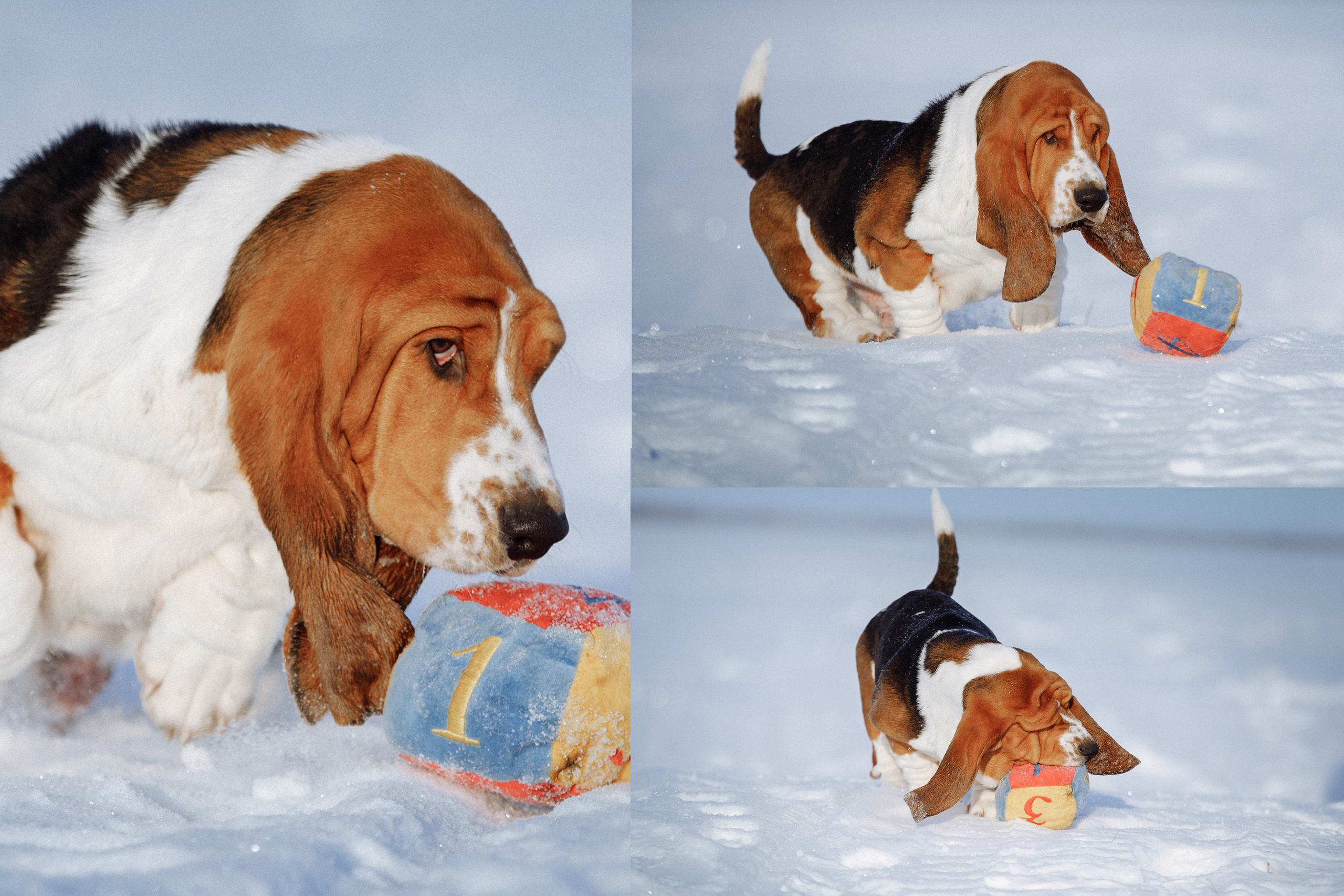 забавный случай собака врезалась головой в игрушку смешная поза 