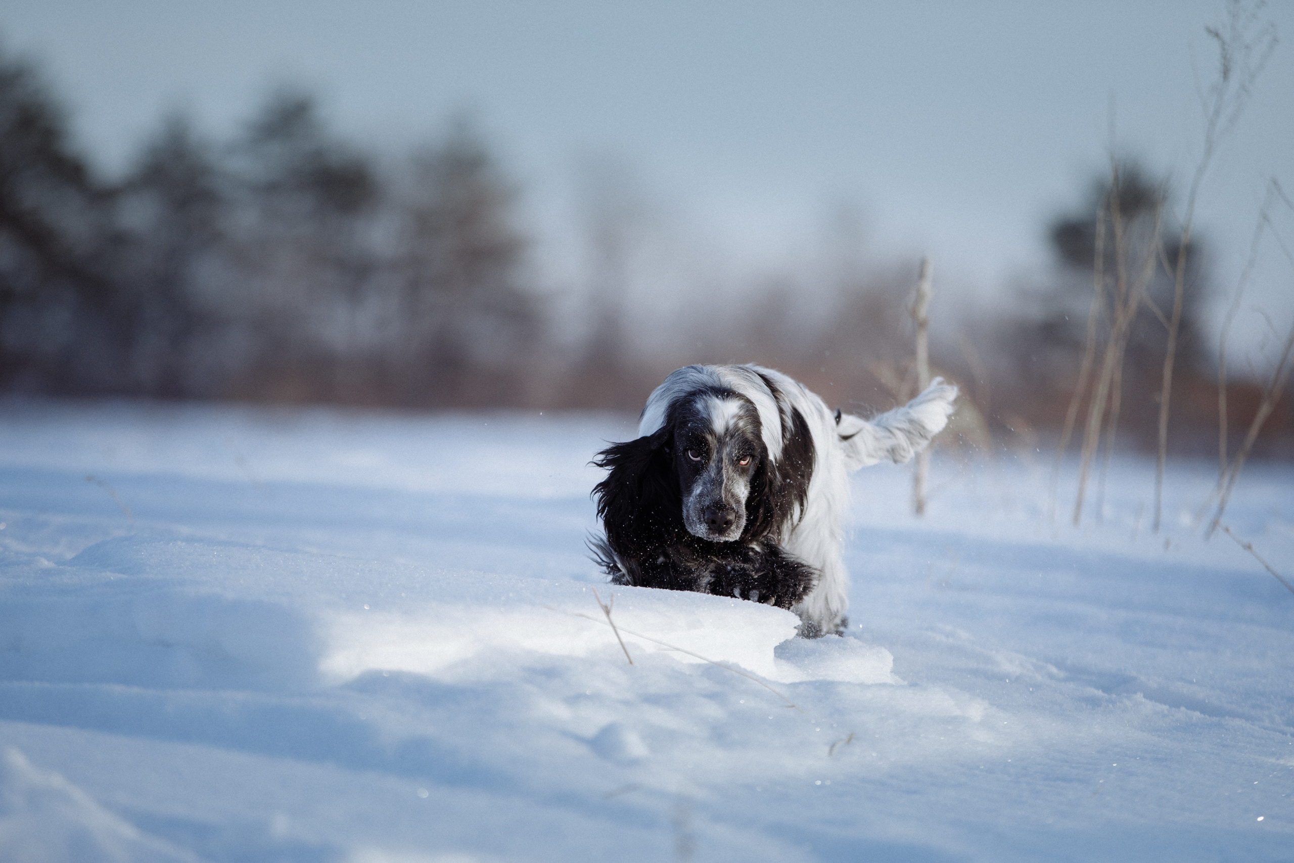 кокер спаниель охотник Оренбург щенки 