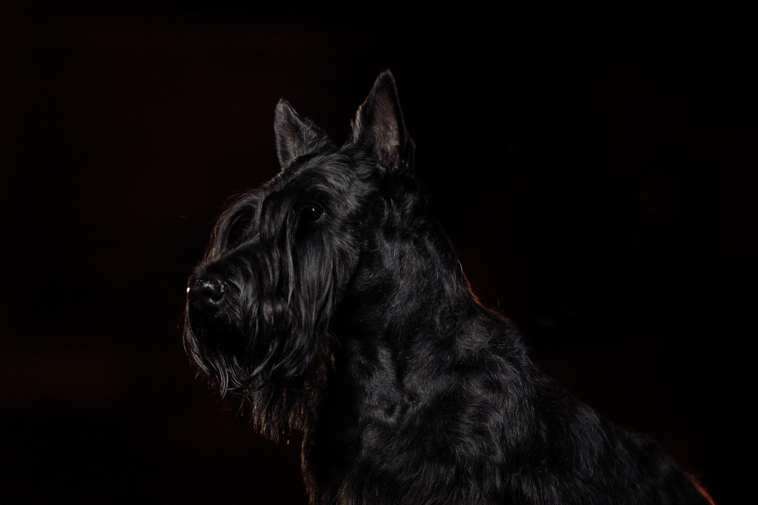 Фотограф-анималист Саша Вязьмина