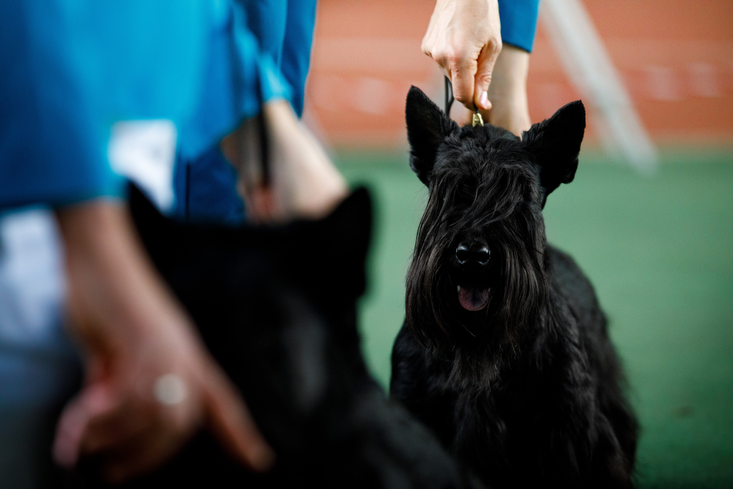 ВЫСТАВКИ СОБАК. Фотограф-анималист Саша Вязьмина