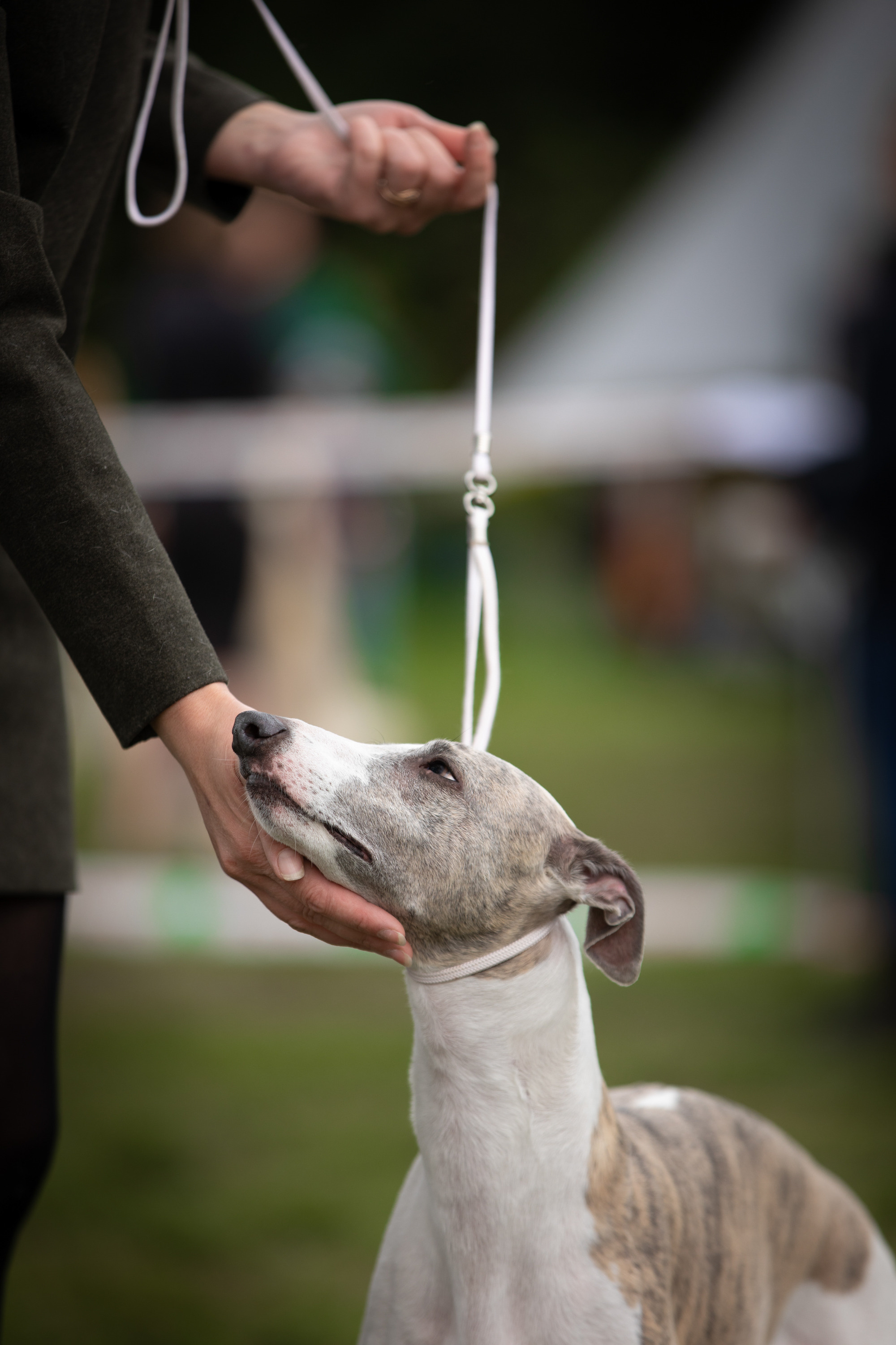 левретка милый момент на выставке вязьмина 