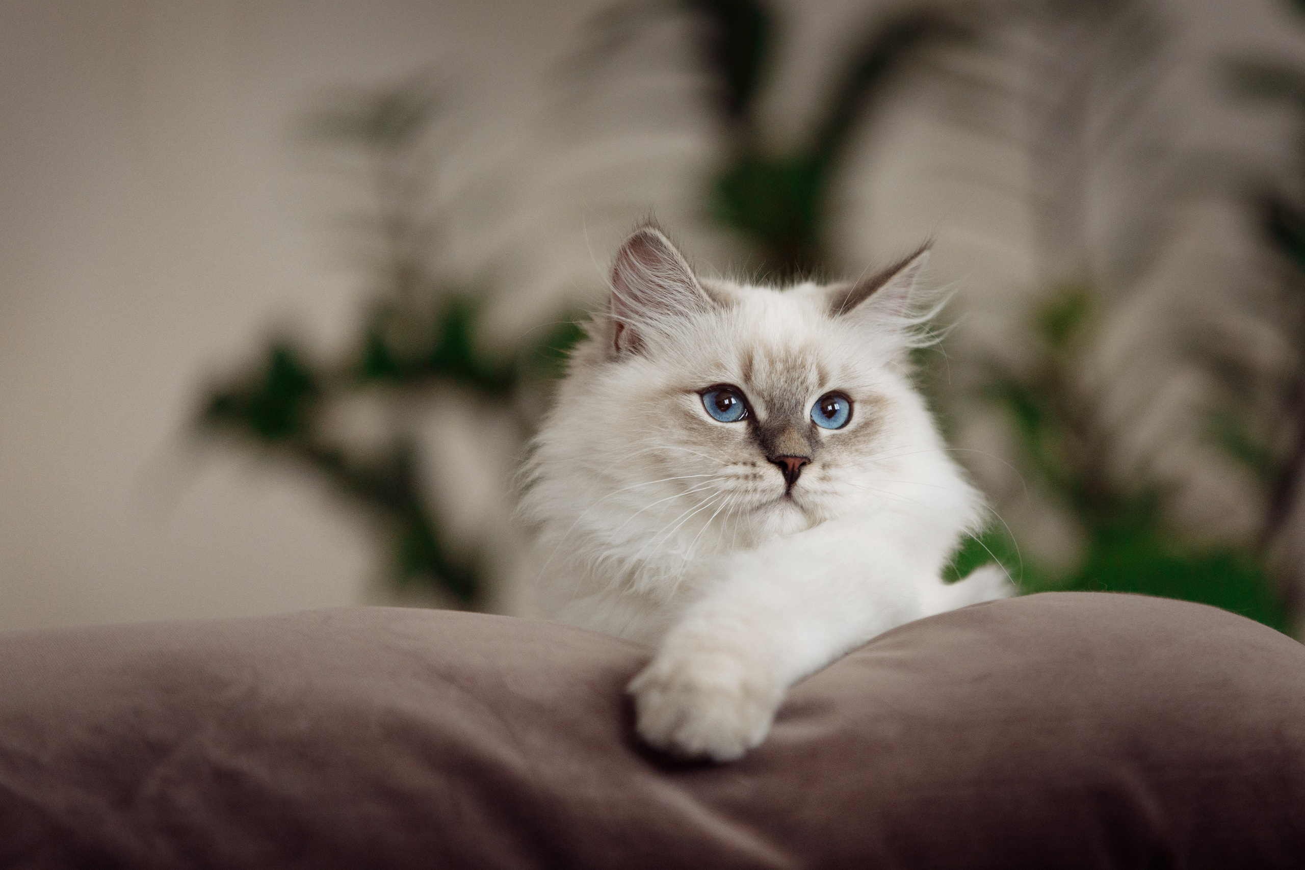 КОТОФОТО. Фотограф-анималист Саша Вязьмина